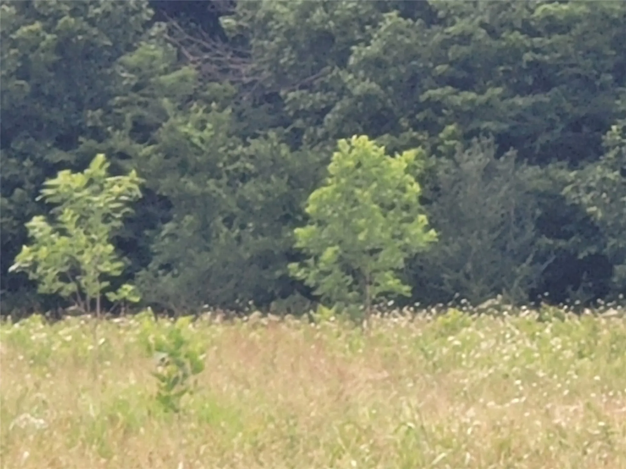 Unimproved Land For Sale in Red River (TX) County , 422 COUNTY ROAD 1345, Clarksville, Texas 75426, 0, 0, Garage spaces, 0 Sqft, built in 0, Price $99,000, mls#21294860, Real Estate Agent in Clarksville, Homes For Sale in Red River (TX) county, Homes For Sale in Clarksville, Realtor in Clarksville Texas, Real Estate Brokerage Independent Realty Texas, Luminita Cordes Realtor