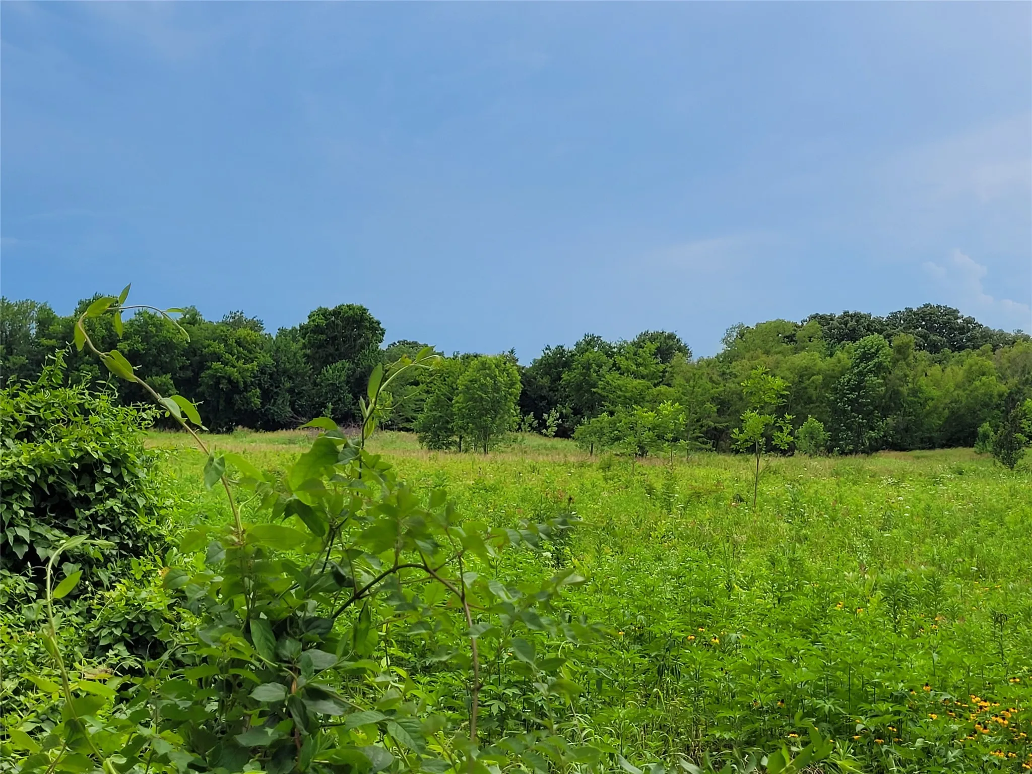 Unimproved Land For Sale in Red River (TX) County , 422 COUNTY ROAD 1345, Clarksville, Texas 75426, 0, 0, Garage spaces, 0 Sqft, built in 0, Price $99,000, mls#21294860, Real Estate Agent in Clarksville, Homes For Sale in Red River (TX) county, Homes For Sale in Clarksville, Realtor in Clarksville Texas, Real Estate Brokerage Independent Realty Texas, Luminita Cordes Realtor