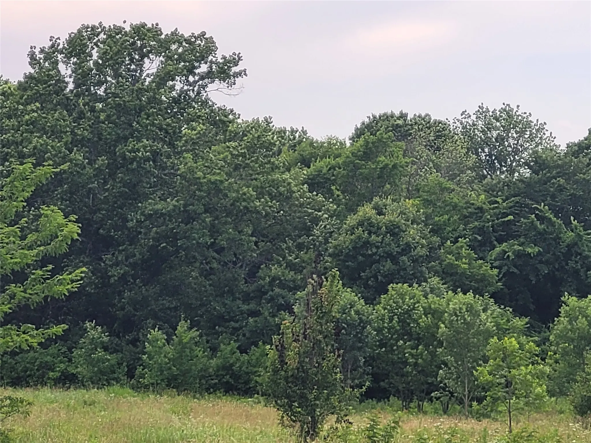 Unimproved Land For Sale in Red River (TX) County , 422 COUNTY ROAD 1345, Clarksville, Texas 75426, 0, 0, Garage spaces, 0 Sqft, built in 0, Price $99,000, mls#21294860, Real Estate Agent in Clarksville, Homes For Sale in Red River (TX) county, Homes For Sale in Clarksville, Realtor in Clarksville Texas, Real Estate Brokerage Independent Realty Texas, Luminita Cordes Realtor