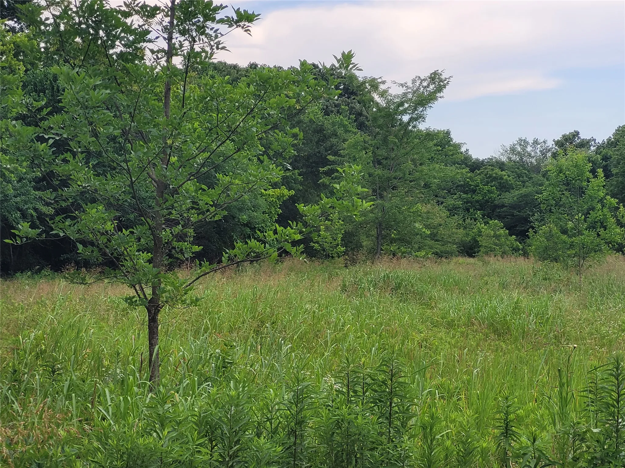 Unimproved Land For Sale in Red River (TX) County , 422 COUNTY ROAD 1345, Clarksville, Texas 75426, 0, 0, Garage spaces, 0 Sqft, built in 0, Price $99,000, mls#21294860, Real Estate Agent in Clarksville, Homes For Sale in Red River (TX) county, Homes For Sale in Clarksville, Realtor in Clarksville Texas, Real Estate Brokerage Independent Realty Texas, Luminita Cordes Realtor