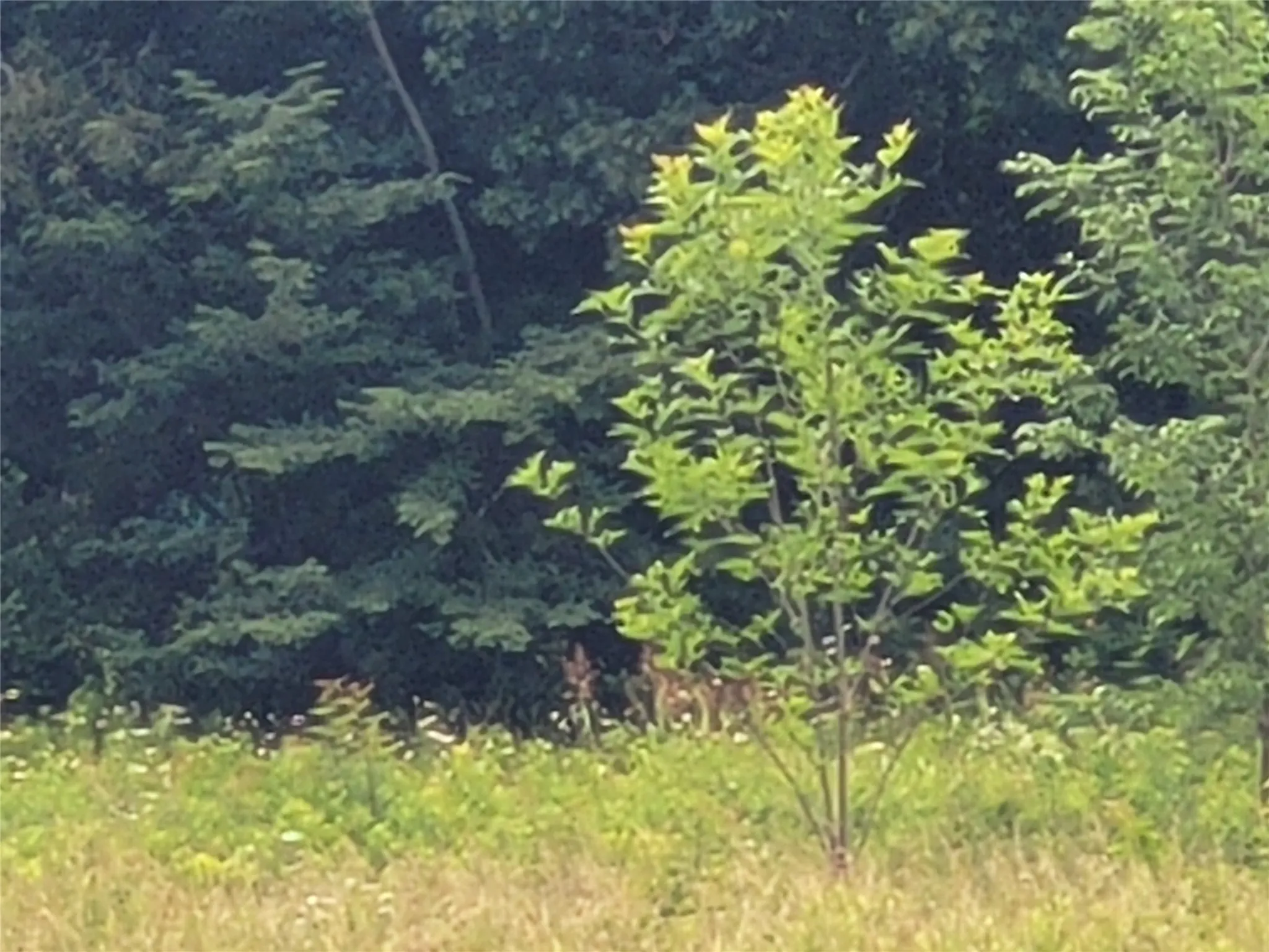 Unimproved Land For Sale in Red River (TX) County , 422 COUNTY ROAD 1345, Clarksville, Texas 75426, 0, 0, Garage spaces, 0 Sqft, built in 0, Price $99,000, mls#21294860, Real Estate Agent in Clarksville, Homes For Sale in Red River (TX) county, Homes For Sale in Clarksville, Realtor in Clarksville Texas, Real Estate Brokerage Independent Realty Texas, Luminita Cordes Realtor