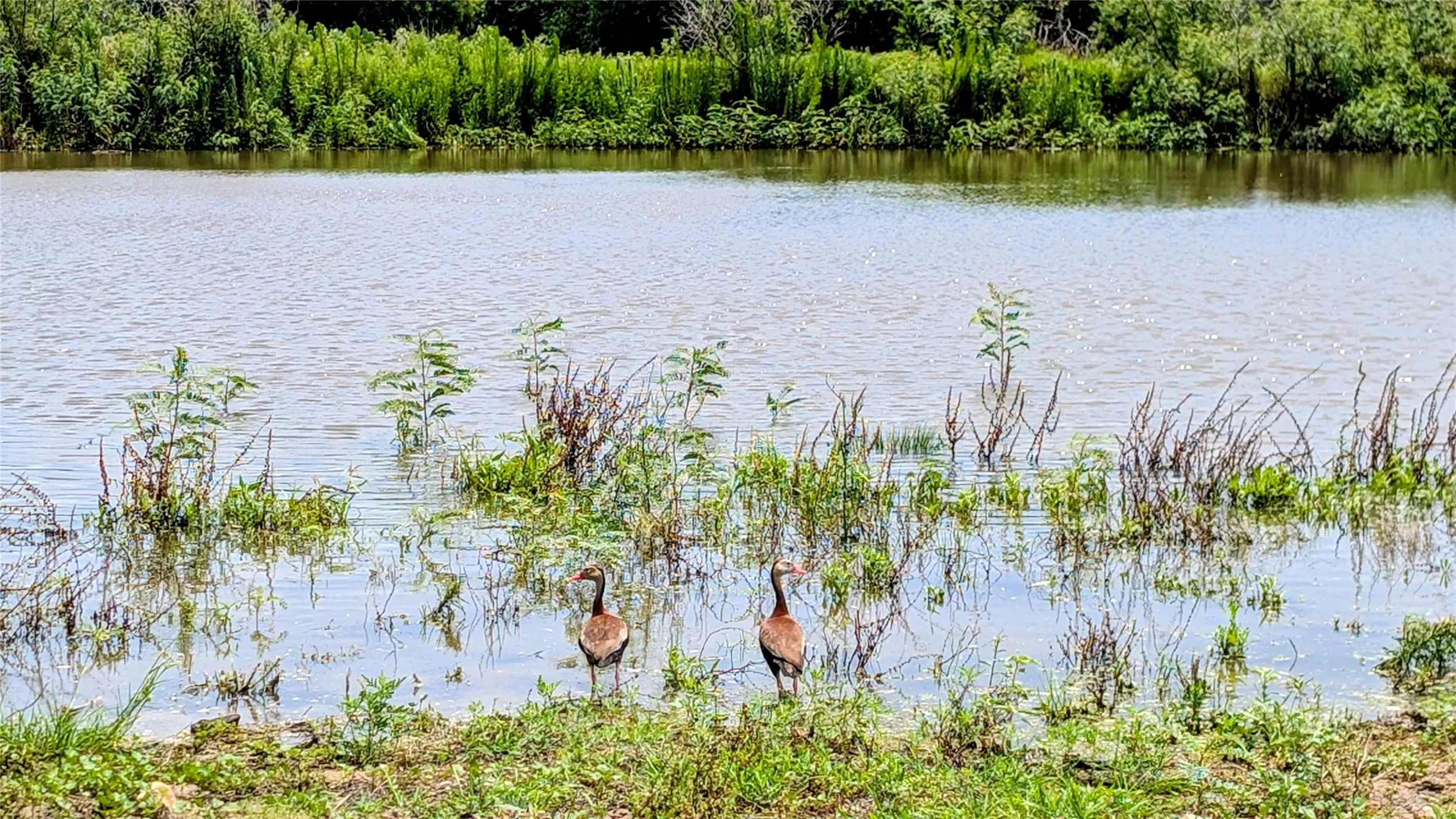 Farm For Sale in Milam County , 458 Fm 1600, Cameron, Texas 76520, 3 Bedroom, 2 Bathroom, Garage spaces, 1,860 Sqft, built in 2015, Price $775,000, mls#21296164, Real Estate Agent in Cameron, Homes For Sale in Milam county, Homes For Sale in Cameron, Realtor in Cameron Texas, Real Estate Brokerage Independent Realty Texas, Luminita Cordes Realtor