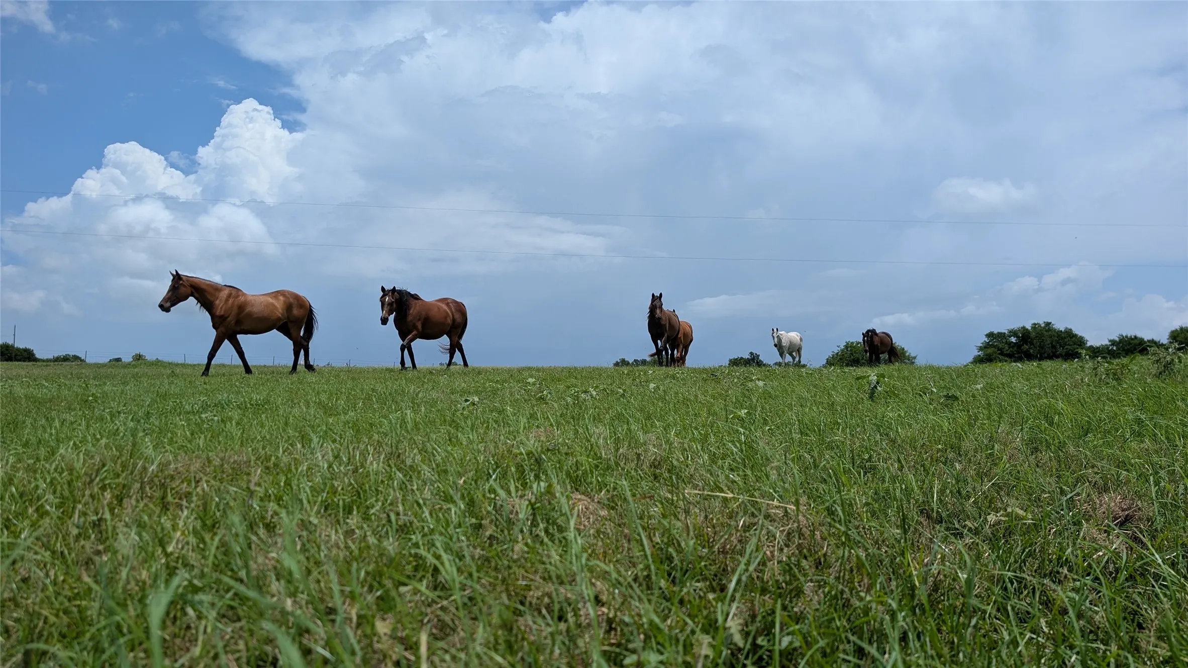 Farm For Sale in Milam County , 458 Fm 1600, Cameron, Texas 76520, 3 Bedroom, 2 Bathroom, Garage spaces, 1,860 Sqft, built in 2015, Price $775,000, mls#21296164, Real Estate Agent in Cameron, Homes For Sale in Milam county, Homes For Sale in Cameron, Realtor in Cameron Texas, Real Estate Brokerage Independent Realty Texas, Luminita Cordes Realtor