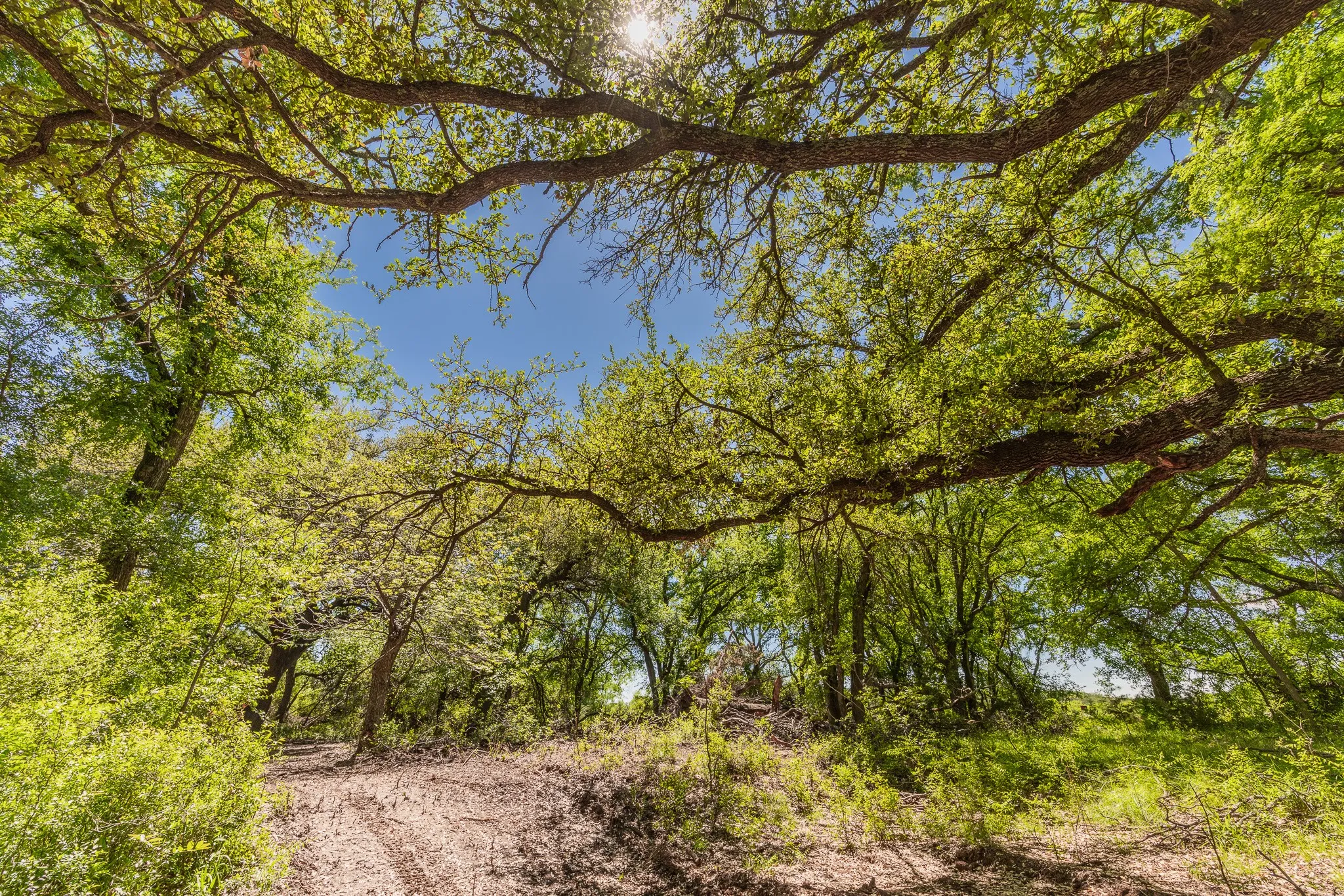Ranch For Sale in Coleman County , TBD County Road 120, Coleman, Texas 76834, 0, 0, Garage spaces, 0 Sqft, built in 0, mls#21296392, Real Estate Agent in Coleman, Homes For Sale in Coleman county, Homes For Sale in Coleman, Realtor in Coleman Texas, Real Estate Brokerage Independent Realty Texas, Luminita Cordes Realtor