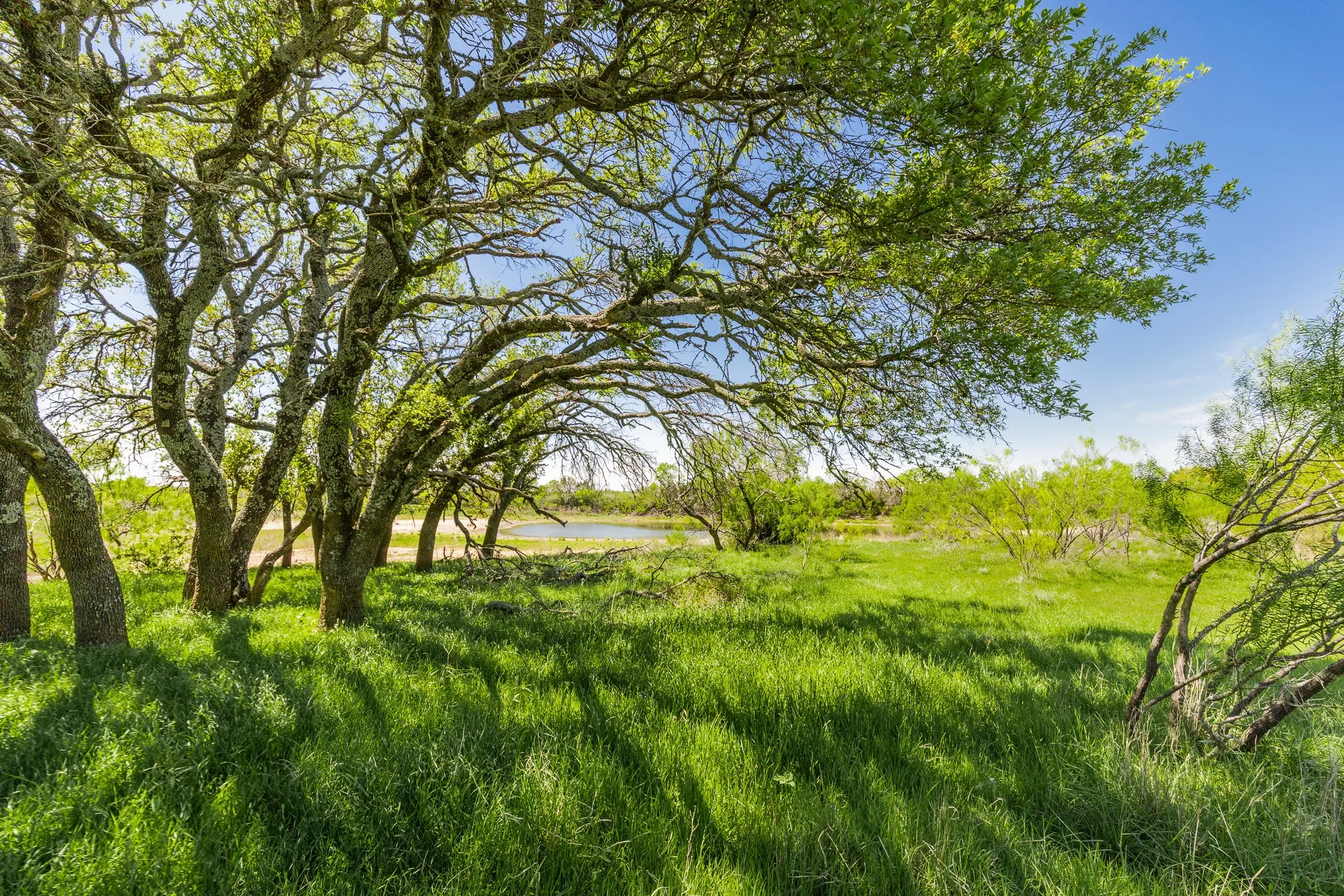 Ranch For Sale in Coleman County , TBD County Road 120, Coleman, Texas 76834, 0, 0, Garage spaces, 0 Sqft, built in 0, mls#21296392, Real Estate Agent in Coleman, Homes For Sale in Coleman county, Homes For Sale in Coleman, Realtor in Coleman Texas, Real Estate Brokerage Independent Realty Texas, Luminita Cordes Realtor