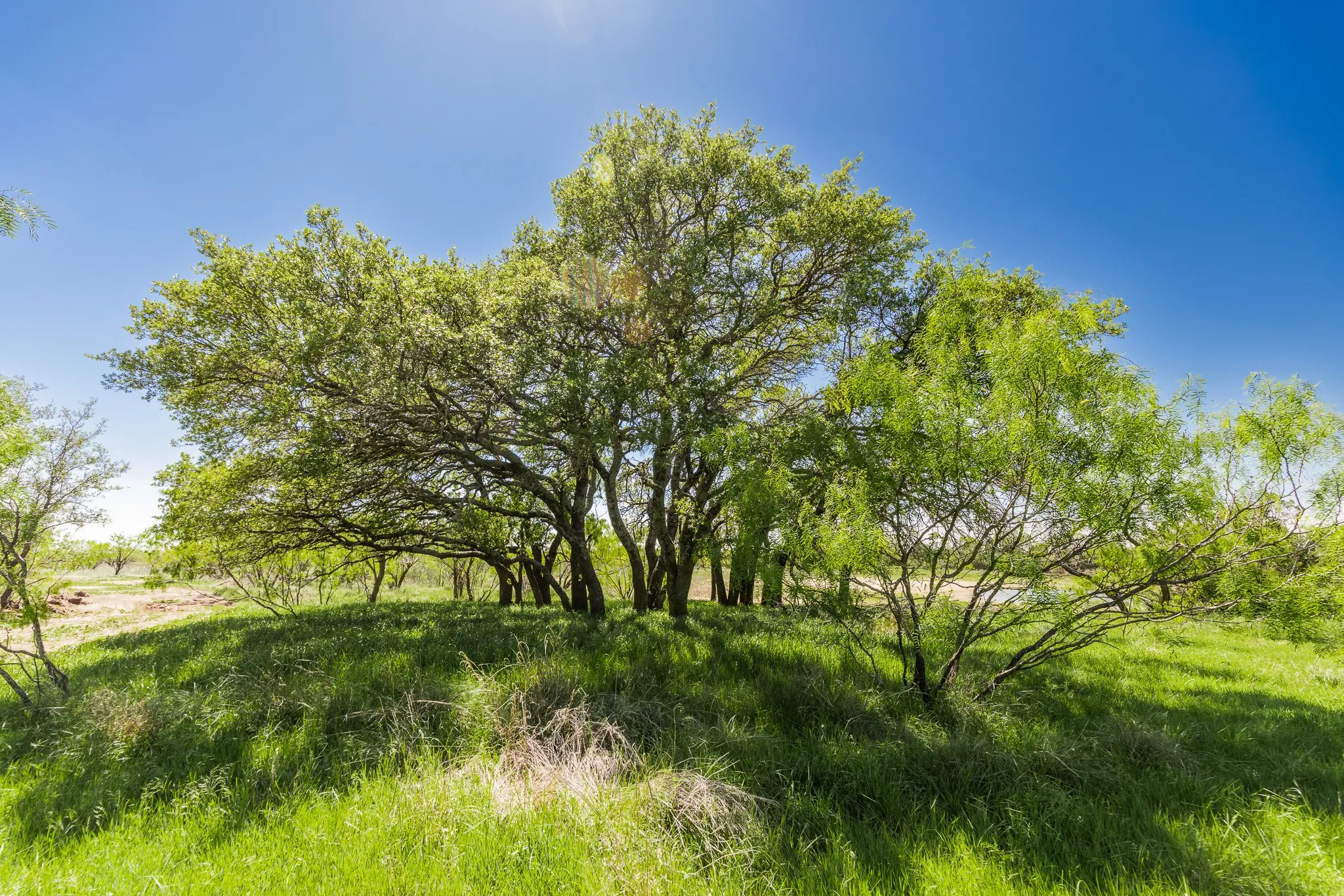 Ranch For Sale in Coleman County , TBD County Road 120, Coleman, Texas 76834, 0, 0, Garage spaces, 0 Sqft, built in 0, mls#21296392, Real Estate Agent in Coleman, Homes For Sale in Coleman county, Homes For Sale in Coleman, Realtor in Coleman Texas, Real Estate Brokerage Independent Realty Texas, Luminita Cordes Realtor