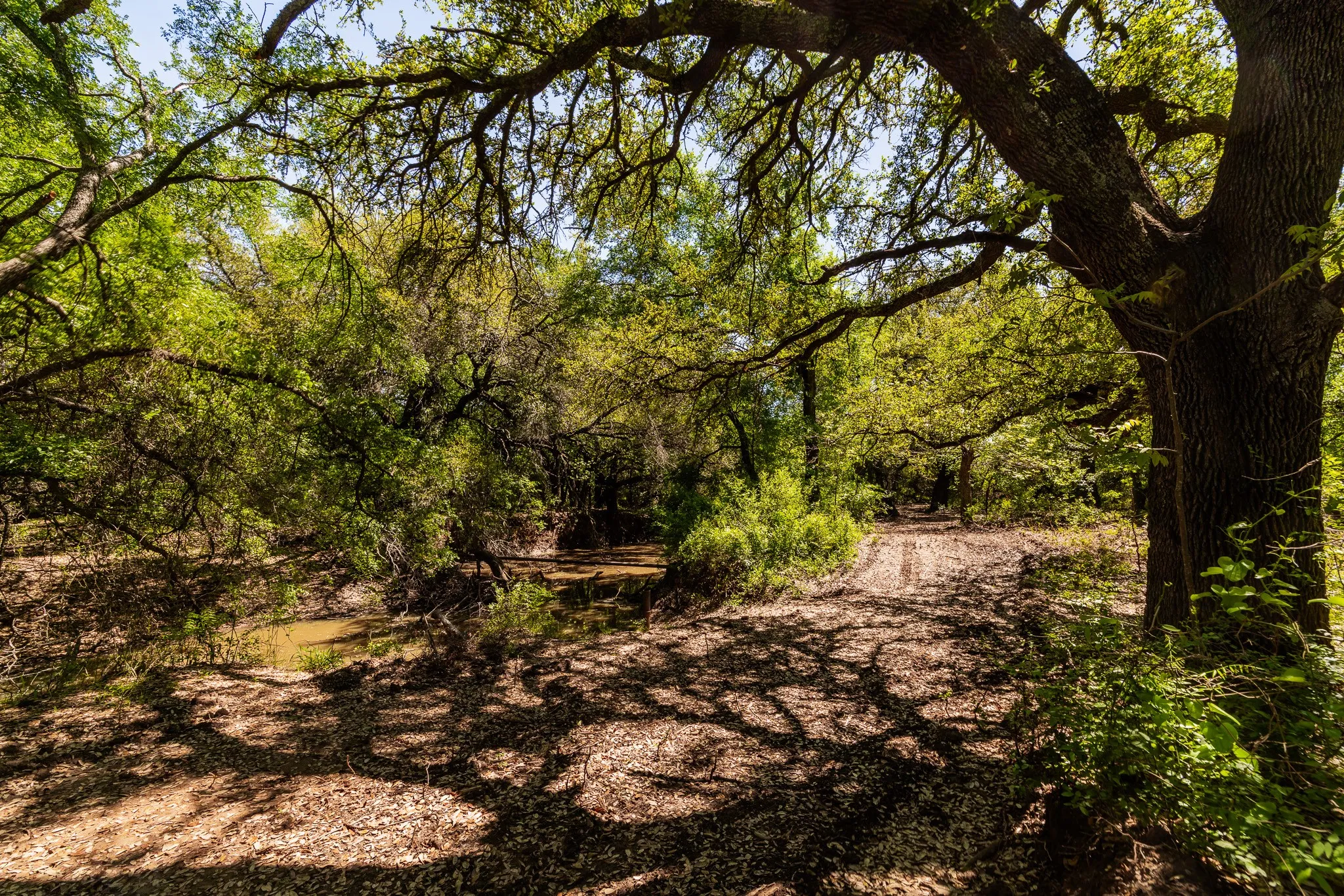Ranch For Sale in Coleman County , TBD County Road 120, Coleman, Texas 76834, 0, 0, Garage spaces, 0 Sqft, built in 0, mls#21296392, Real Estate Agent in Coleman, Homes For Sale in Coleman county, Homes For Sale in Coleman, Realtor in Coleman Texas, Real Estate Brokerage Independent Realty Texas, Luminita Cordes Realtor