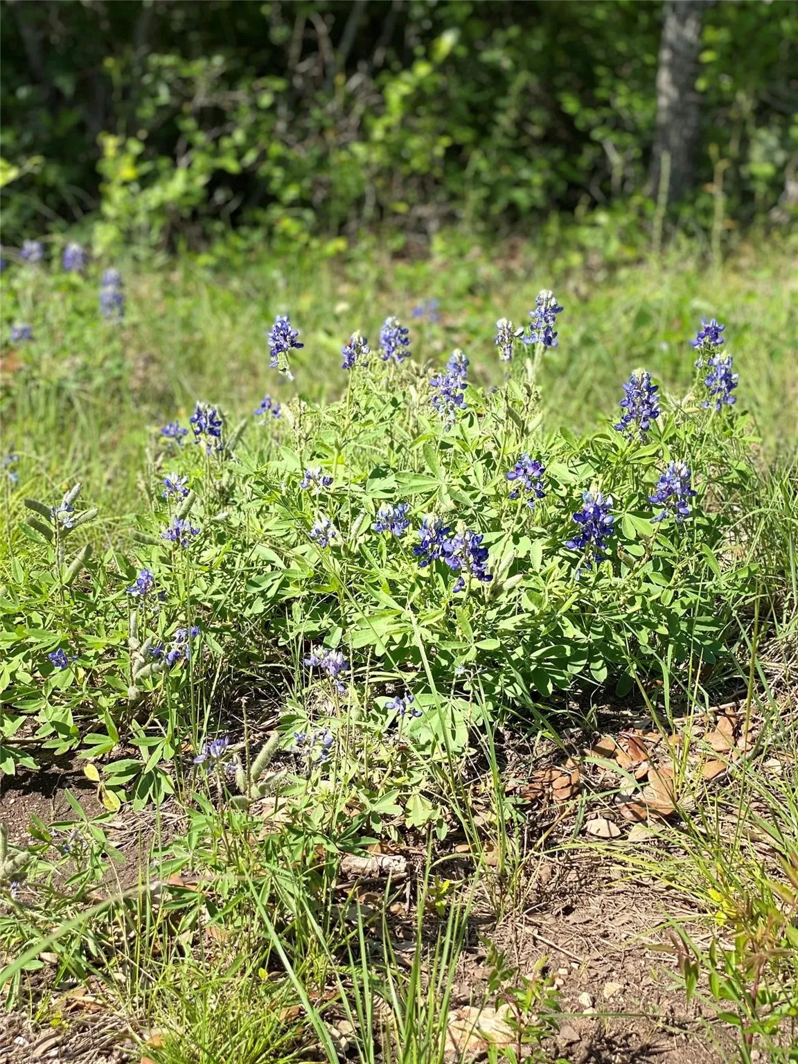 Unimproved Land For Sale in Johnson County , 8423 Hollandbush Court, Cleburne, Texas 76033, 0, 0, Garage spaces, 0 Sqft, built in 0, Price $18,000, mls#21295706, Real Estate Agent in Cleburne, Homes For Sale in Johnson county, Homes For Sale in Cleburne, Realtor in Cleburne Texas, Real Estate Brokerage Independent Realty Texas, Luminita Cordes Realtor