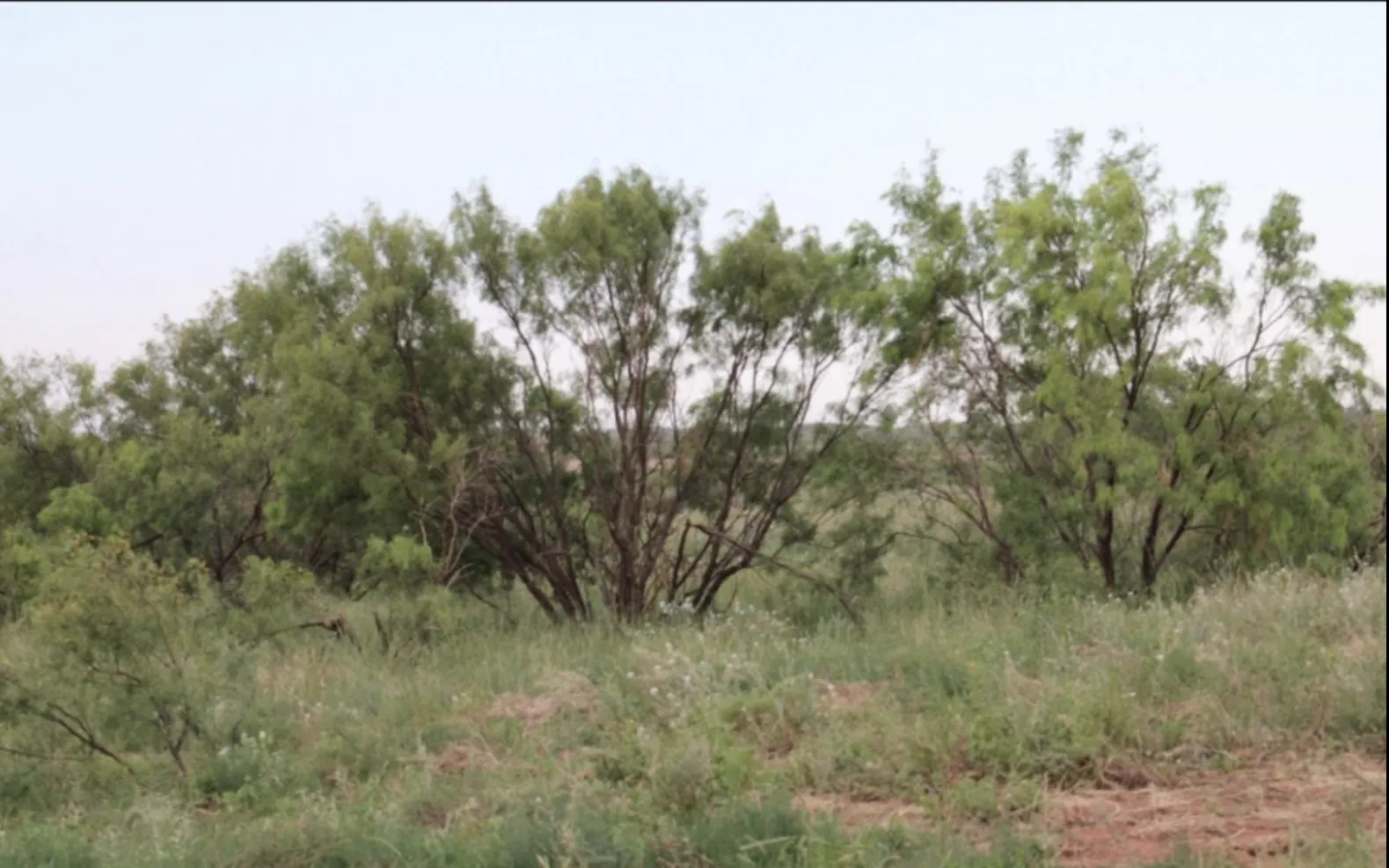 Improved Land For Sale in Fisher County , 300 County Road 232, Rotan, Texas 79546, 0, 0, Garage spaces, 0 Sqft, built in 0, Price $687,000, mls#21297958, Real Estate Agent in Rotan, Homes For Sale in Fisher county, Homes For Sale in Rotan, Realtor in Rotan Texas, Real Estate Brokerage Independent Realty Texas, Luminita Cordes Realtor