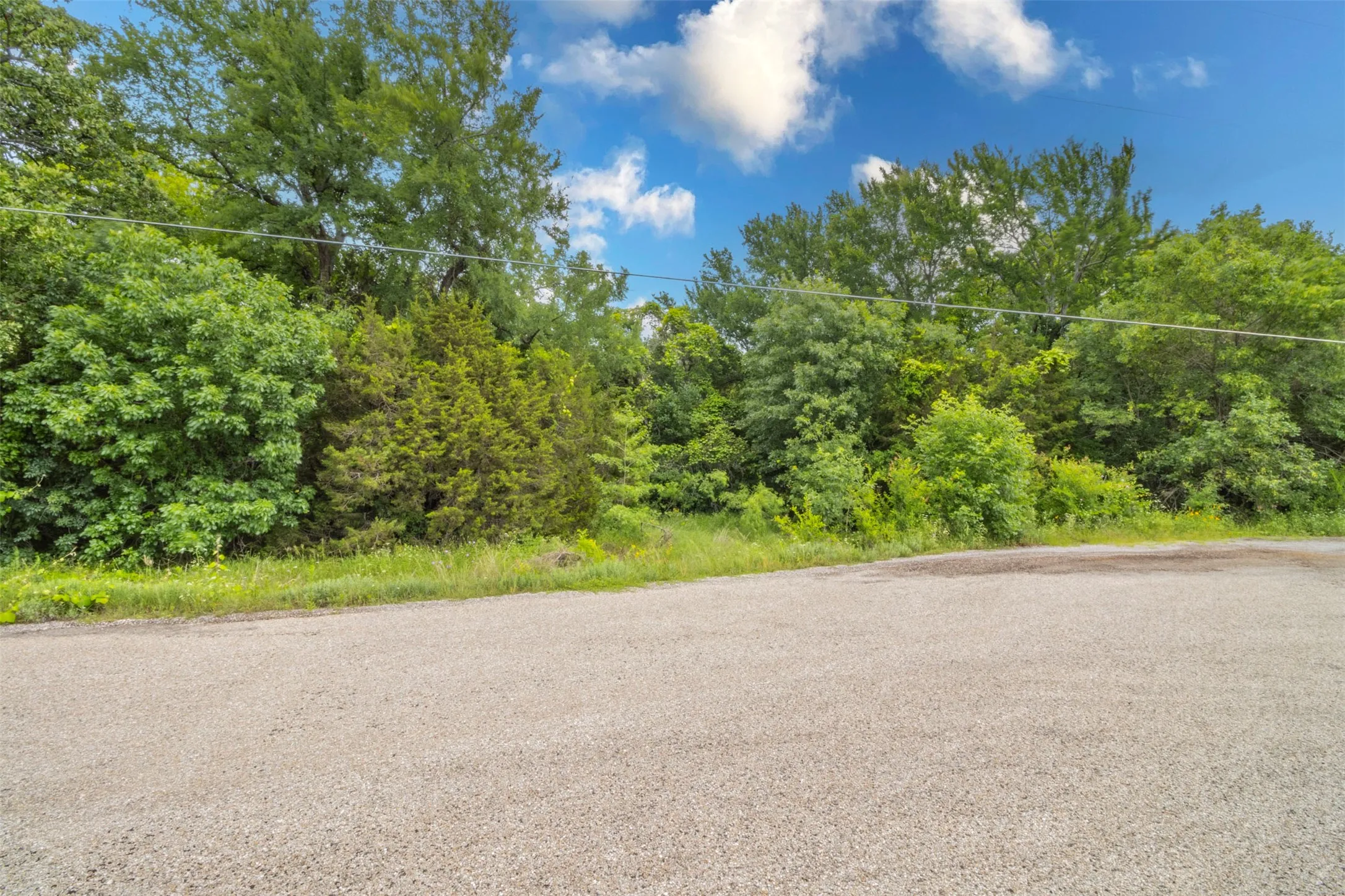 Paved roadway bordering a natural landscape of varied green foliage, featuring mature deciduous and coniferous trees
