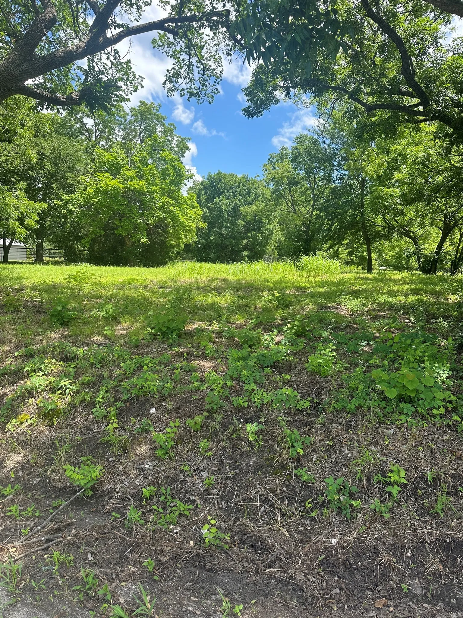 Expansive green lot featuring mature trees and lush foliage