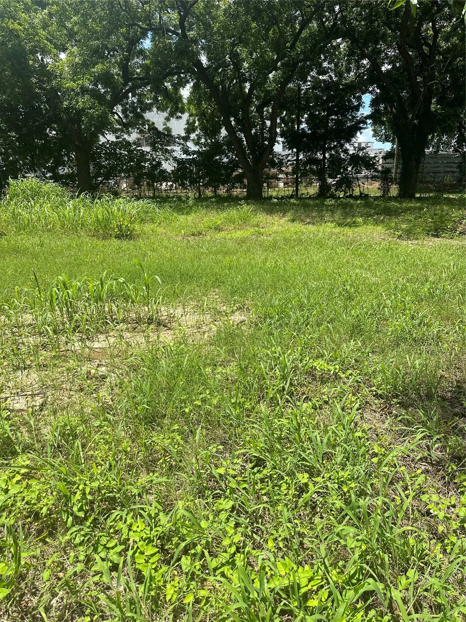 Expansive grassy lot featuring mature trees providing natural shading