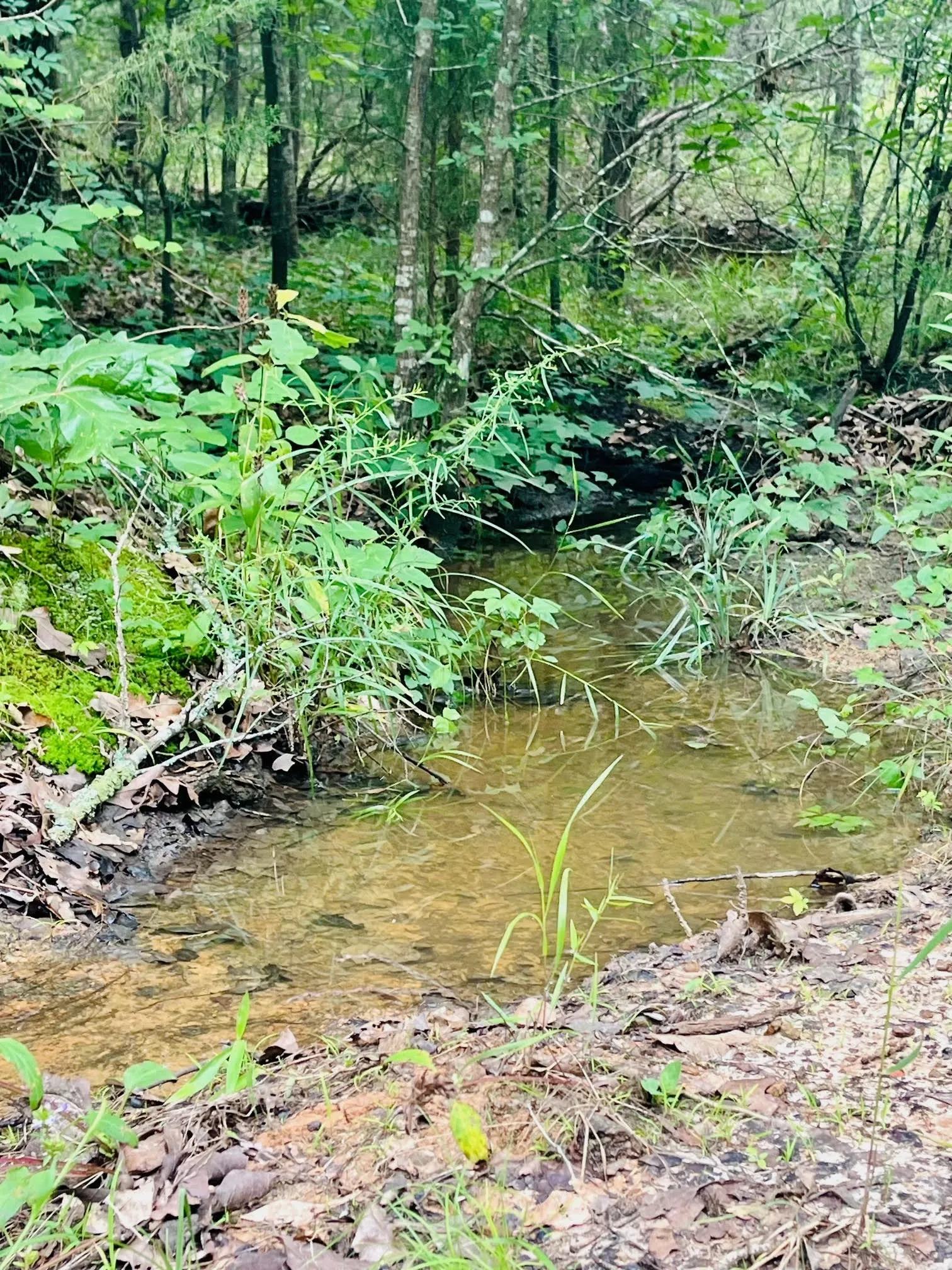 Unimproved Land For Sale in Van Zandt County , 950 VZ County Road 1919, Fruitvale, Texas 75127, 0, 0, Garage spaces, 0 Sqft, built in 0, mls#21298868, Real Estate Agent in Fruitvale, Homes For Sale in Van Zandt county, Homes For Sale in Fruitvale, Realtor in Fruitvale Texas, Real Estate Brokerage Independent Realty Texas, Luminita Cordes Realtor