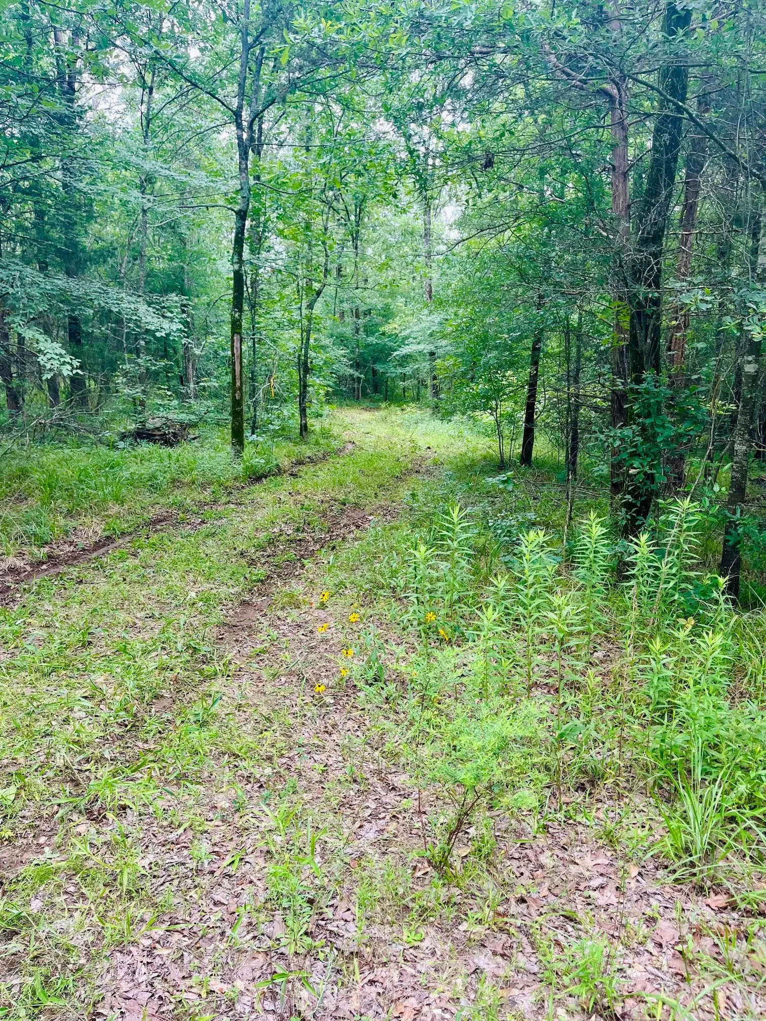 Unimproved Land For Sale in Van Zandt County , 950 VZ County Road 1919, Fruitvale, Texas 75127, 0, 0, Garage spaces, 0 Sqft, built in 0, mls#21298868, Real Estate Agent in Fruitvale, Homes For Sale in Van Zandt county, Homes For Sale in Fruitvale, Realtor in Fruitvale Texas, Real Estate Brokerage Independent Realty Texas, Luminita Cordes Realtor
