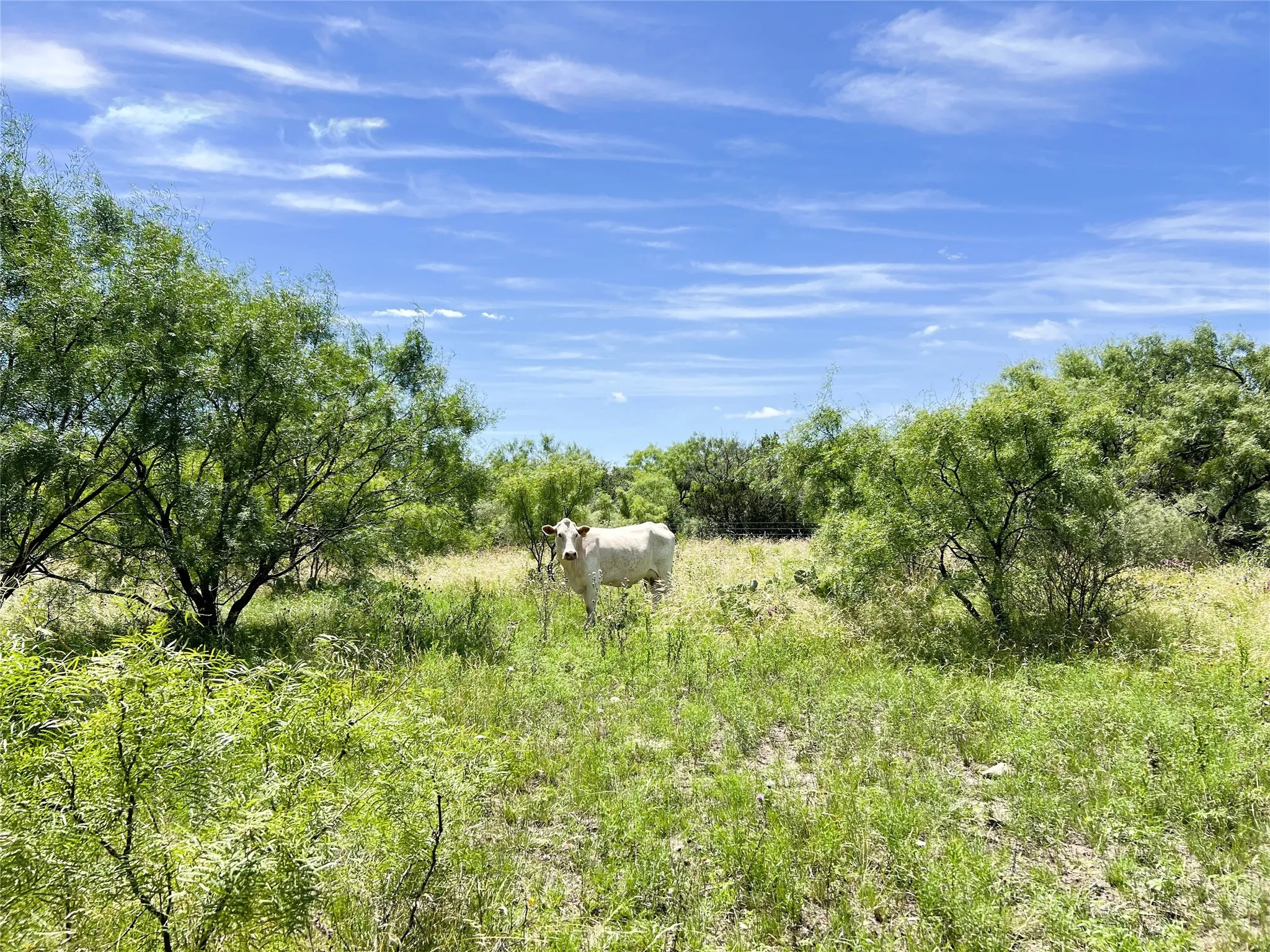 Ranch For Sale in Brown County , 12493 County Road 222, Brookesmith, Texas 76827, 0, 0, Garage spaces, 0 Sqft, built in 0, mls#21299072, Real Estate Agent in Brookesmith, Homes For Sale in Brown county, Homes For Sale in Brookesmith, Realtor in Brookesmith Texas, Real Estate Brokerage Independent Realty Texas, Luminita Cordes Realtor