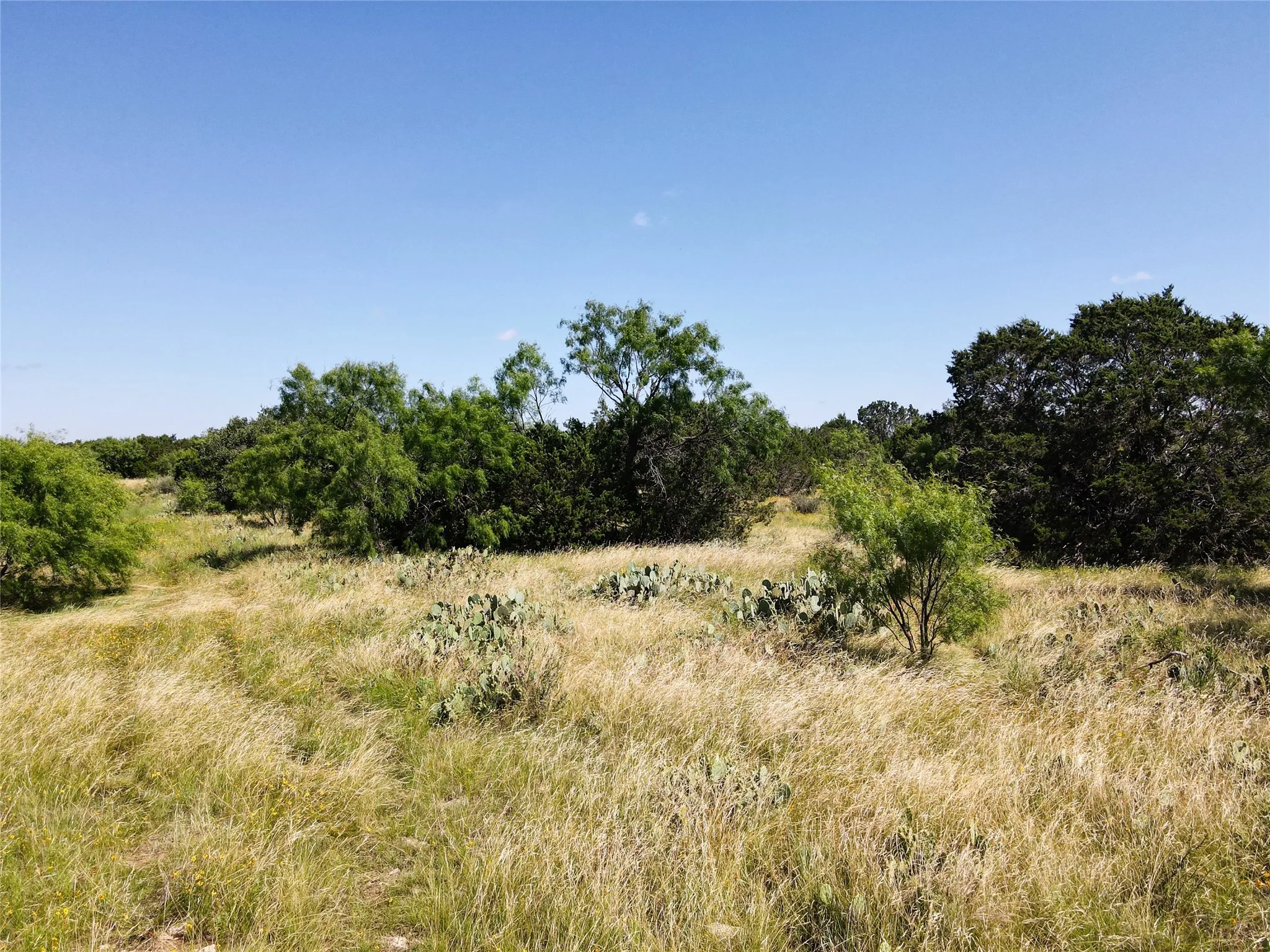 Expansive undeveloped land featuring natural grasses, mature trees, and scattered native cacti under a clear sky