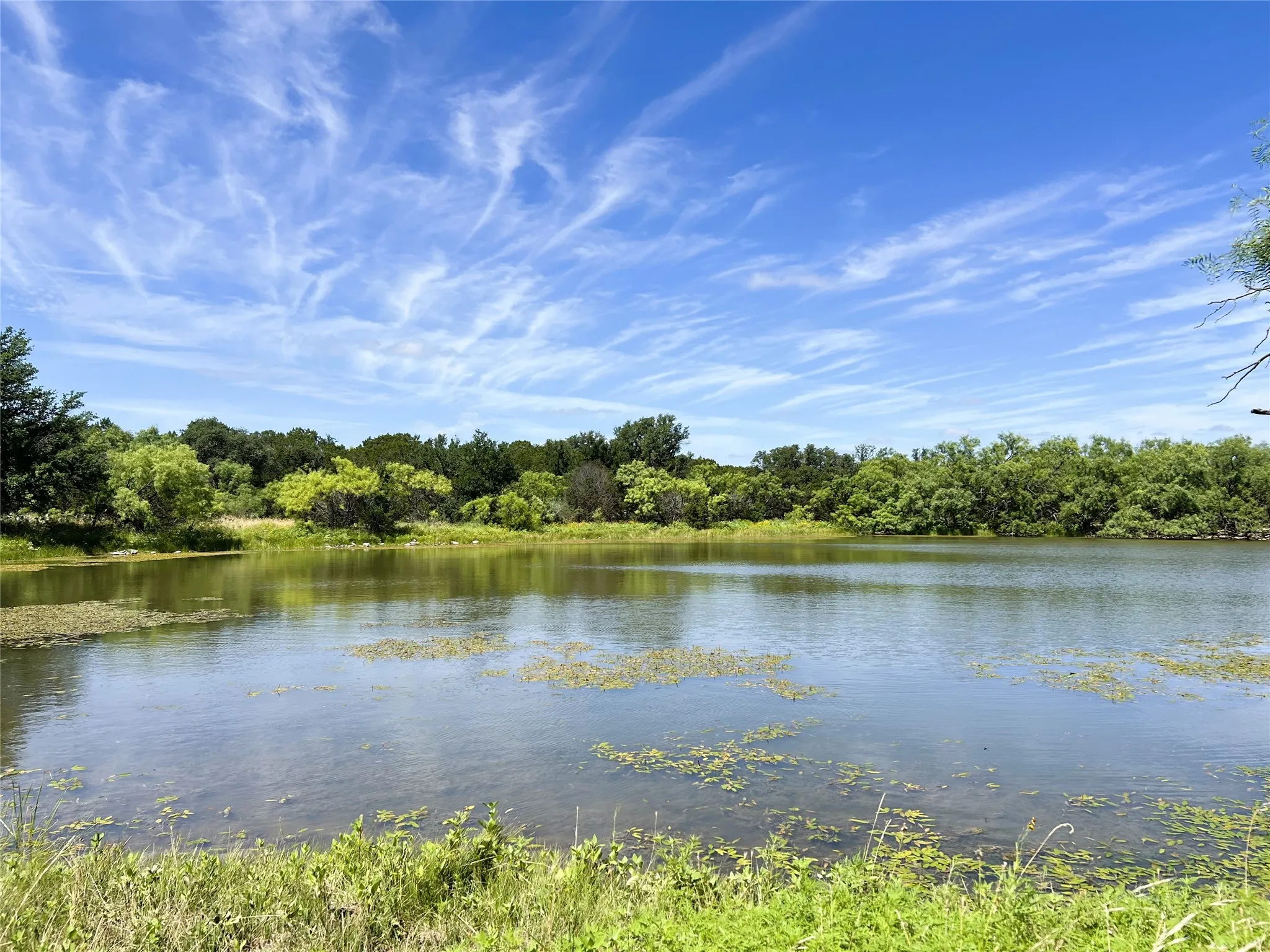 Natural pond with surface vegetation, surrounded by lush green foliage and a clear blue sky