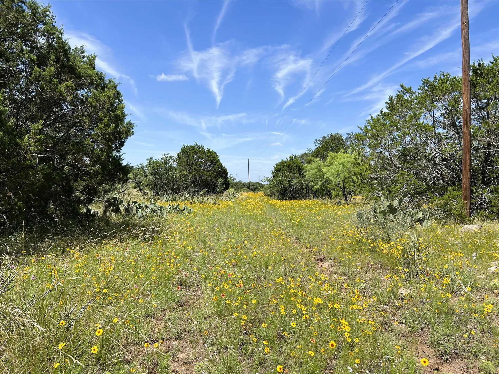 Expansive natural landscape featuring a field of yellow wildflowers, native trees, and prickly pear cacti under a bright blue sky