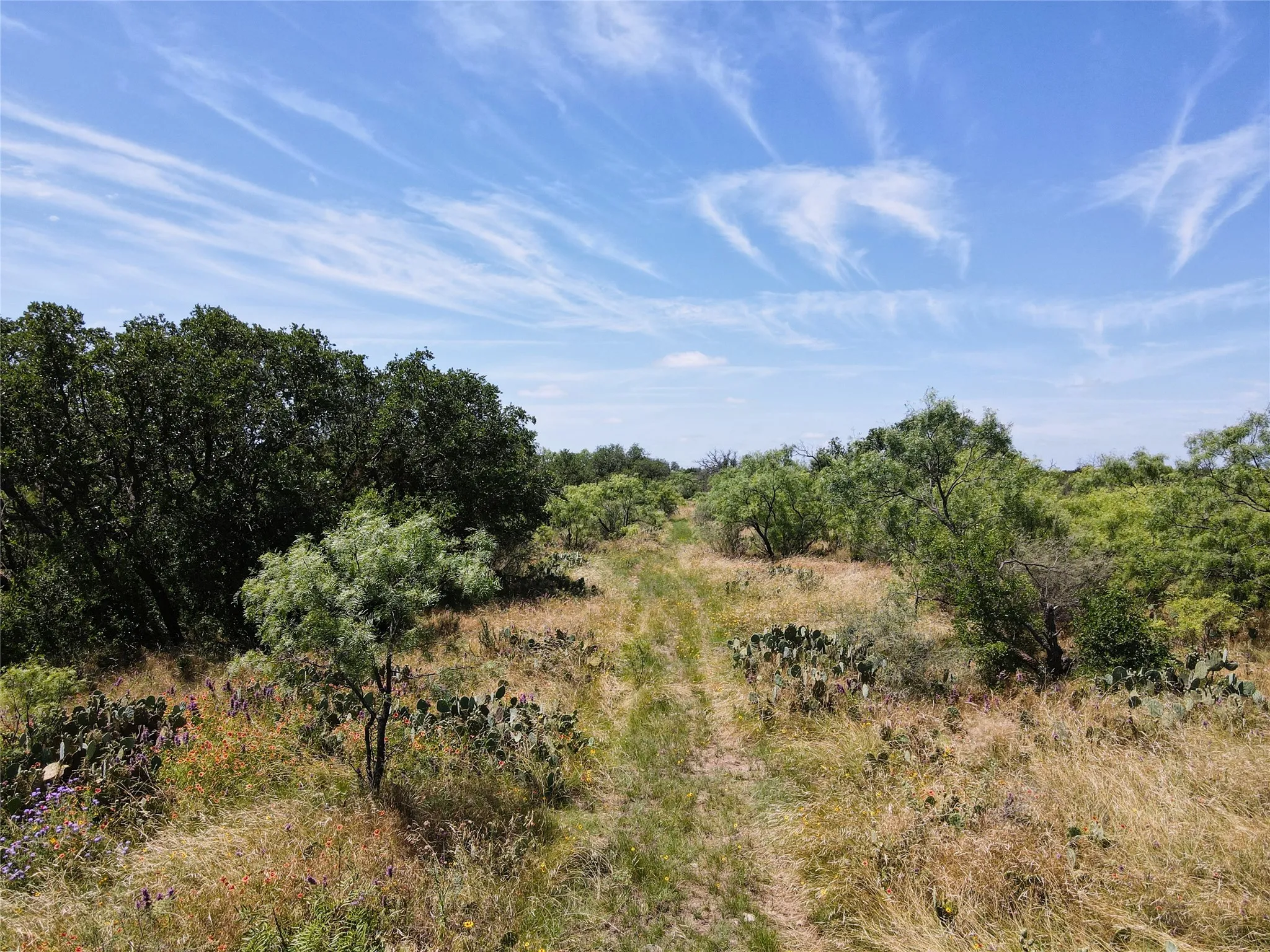 Expansive natural landscape featuring a clear sky with cirrus clouds, a visible dirt path, mature trees, dense foliage, and scattered cacti