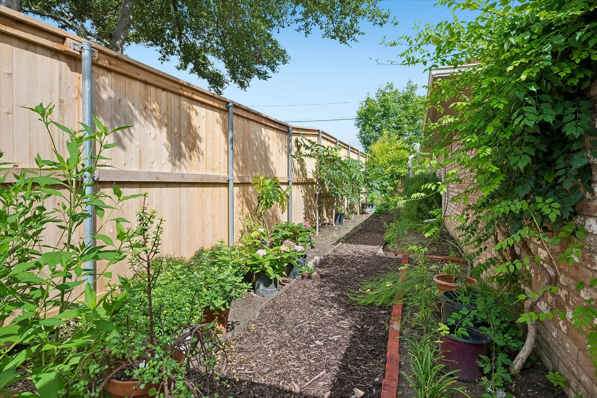 Side yard garden with fruit trees and various vegetables.