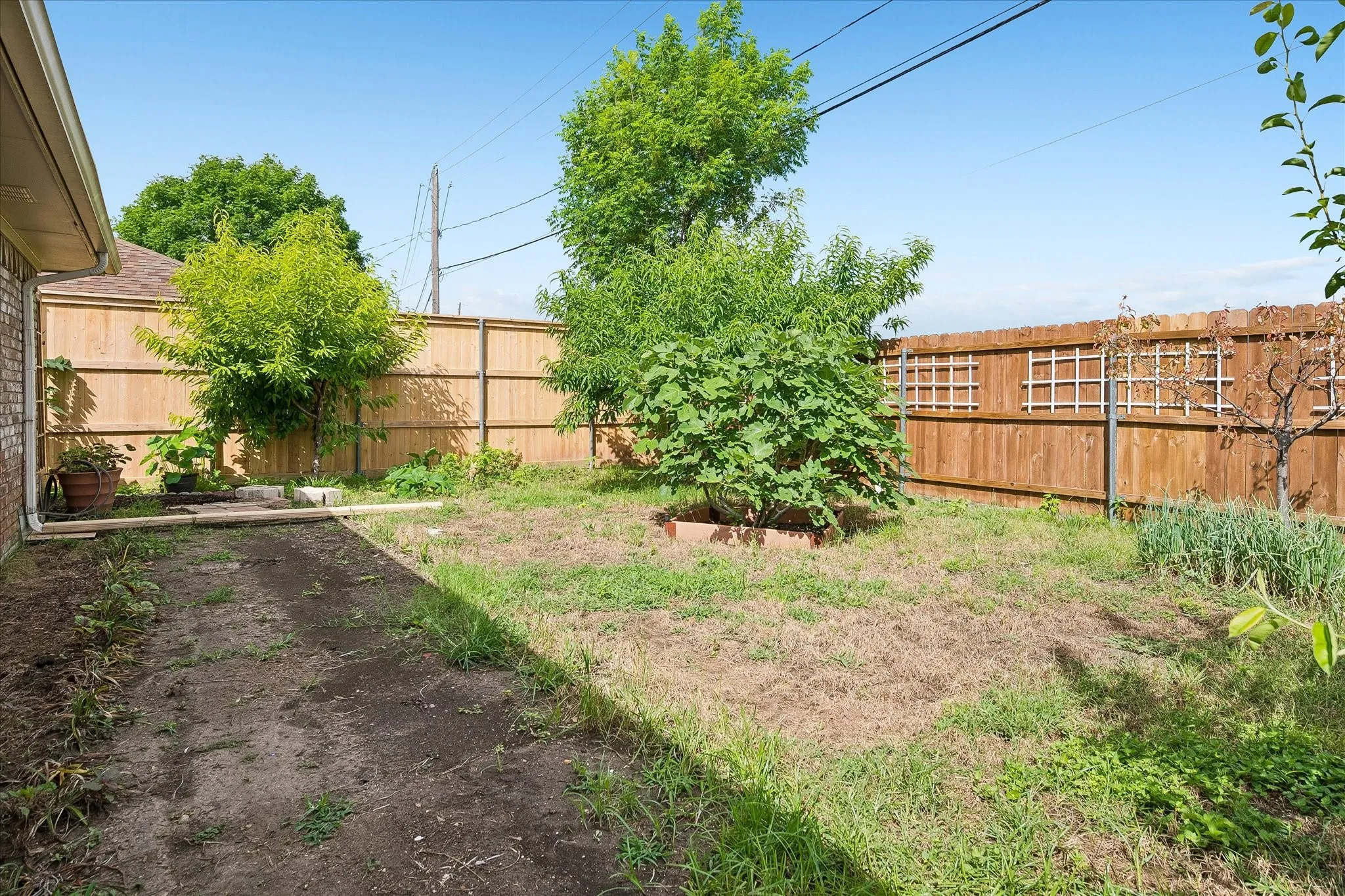 Various fruit trees in backyard