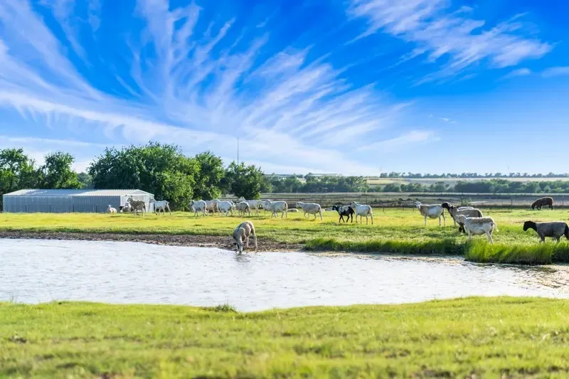 Farm For Sale in Denton County , 8085 Jackson Road, Krum, Texas 76249, 3 Bedroom, 3 Bathroom, 2 Garage spaces, 1,963 Sqft, built in 1984, mls#21292983, Real Estate Agent in Krum, Homes For Sale in Denton county, Homes For Sale in Krum, Realtor in Krum Texas, Real Estate Brokerage Independent Realty Texas, Luminita Cordes Realtor