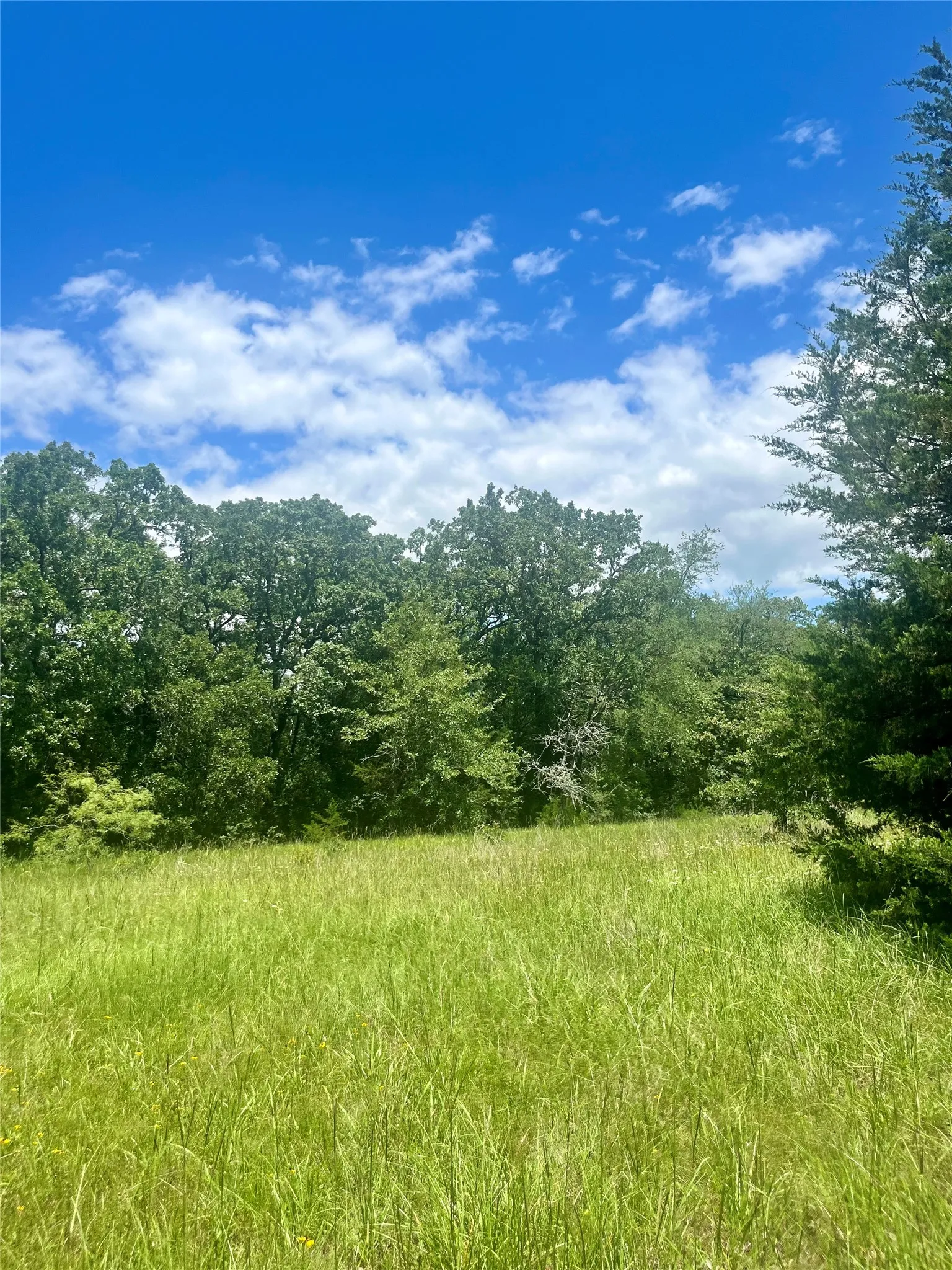 Ranch For Sale in Limestone County , TBD FM 39, Groesbeck, Texas 76642, 0, 0, Garage spaces, 0 Sqft, built in 0, mls#21298120, Real Estate Agent in Groesbeck, Homes For Sale in Limestone county, Homes For Sale in Groesbeck, Realtor in Groesbeck Texas, Real Estate Brokerage Independent Realty Texas, Luminita Cordes Realtor
