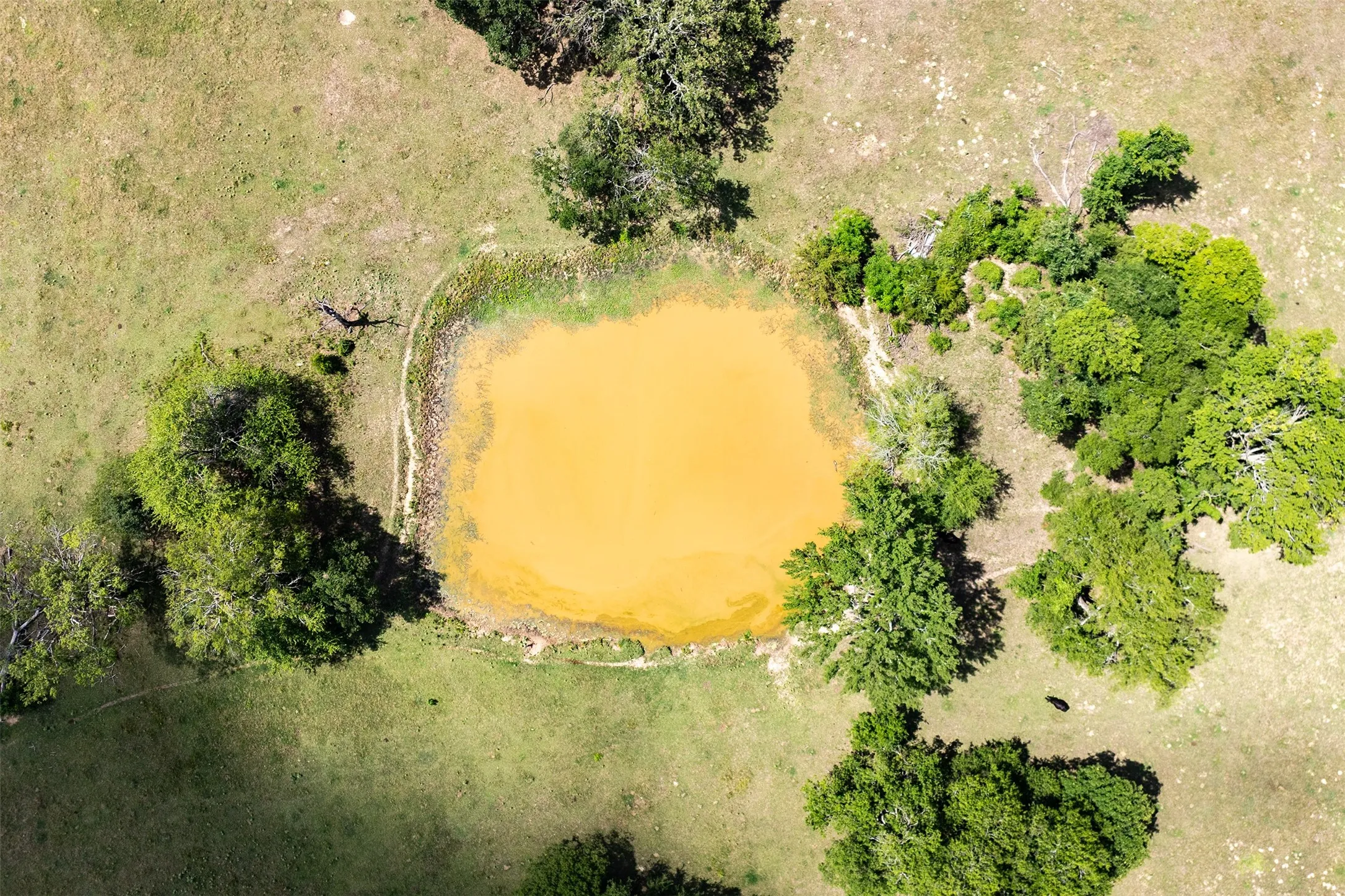 Natural water feature surrounded by mature trees and expansive grasslands