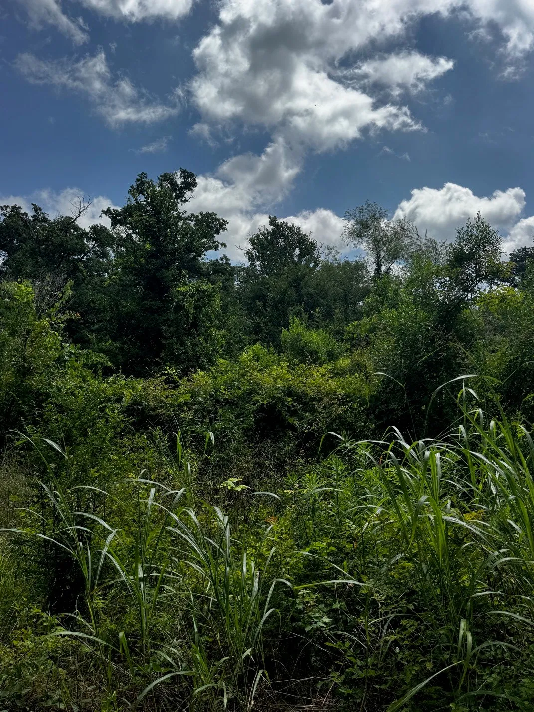 Unimproved Land For Sale in Lamar County , 5200 County Road 45080, Arthur City, Texas 75411, 0, 0, Garage spaces, 0 Sqft, built in 2015, mls#21299333, Real Estate Agent in Arthur City, Homes For Sale in Lamar county, Homes For Sale in Arthur City, Realtor in Arthur City Texas, Real Estate Brokerage Independent Realty Texas, Luminita Cordes Realtor
