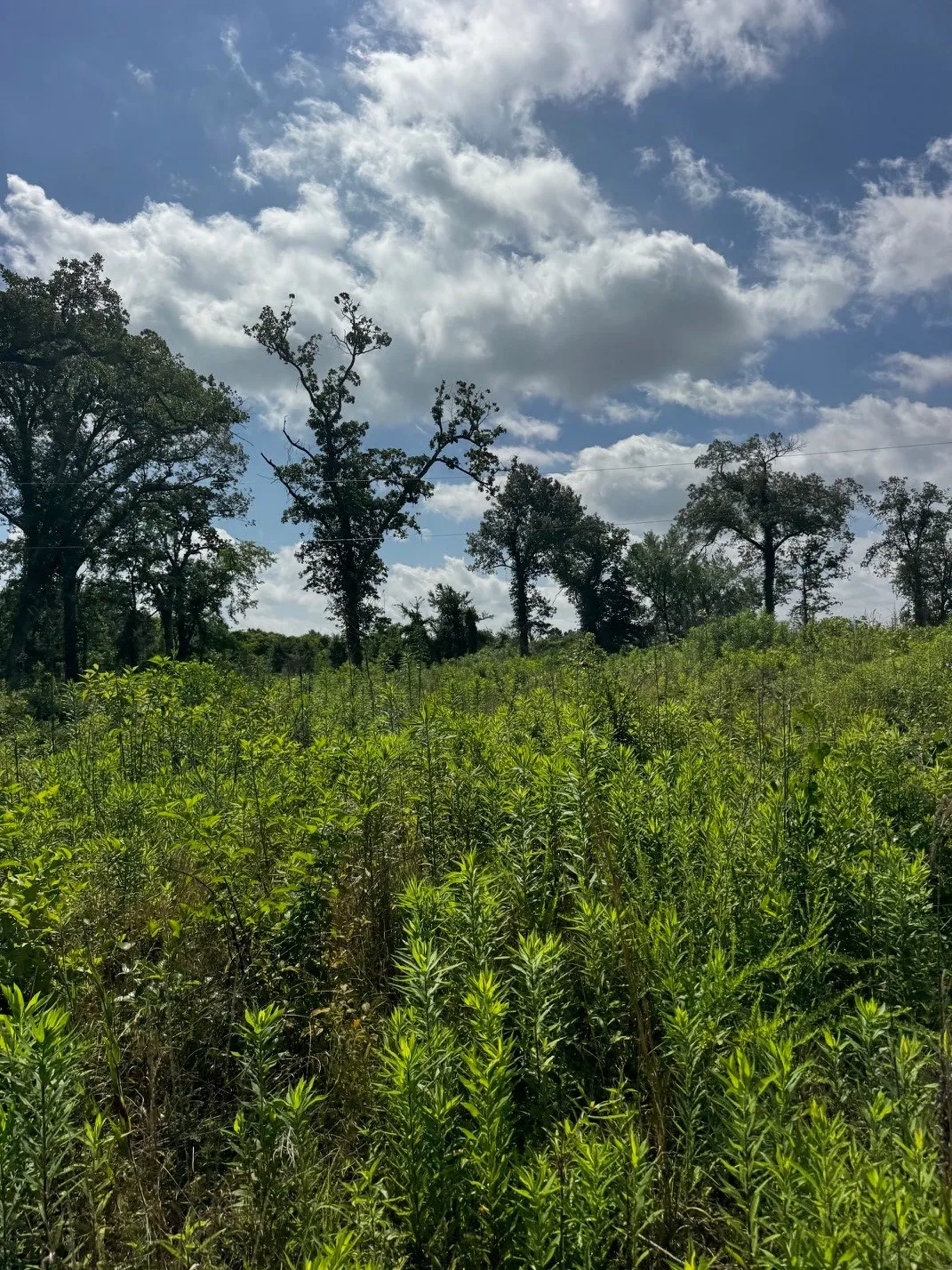 Unimproved Land For Sale in Lamar County , 5200 County Road 45080, Arthur City, Texas 75411, 0, 0, Garage spaces, 0 Sqft, built in 2015, mls#21299333, Real Estate Agent in Arthur City, Homes For Sale in Lamar county, Homes For Sale in Arthur City, Realtor in Arthur City Texas, Real Estate Brokerage Independent Realty Texas, Luminita Cordes Realtor