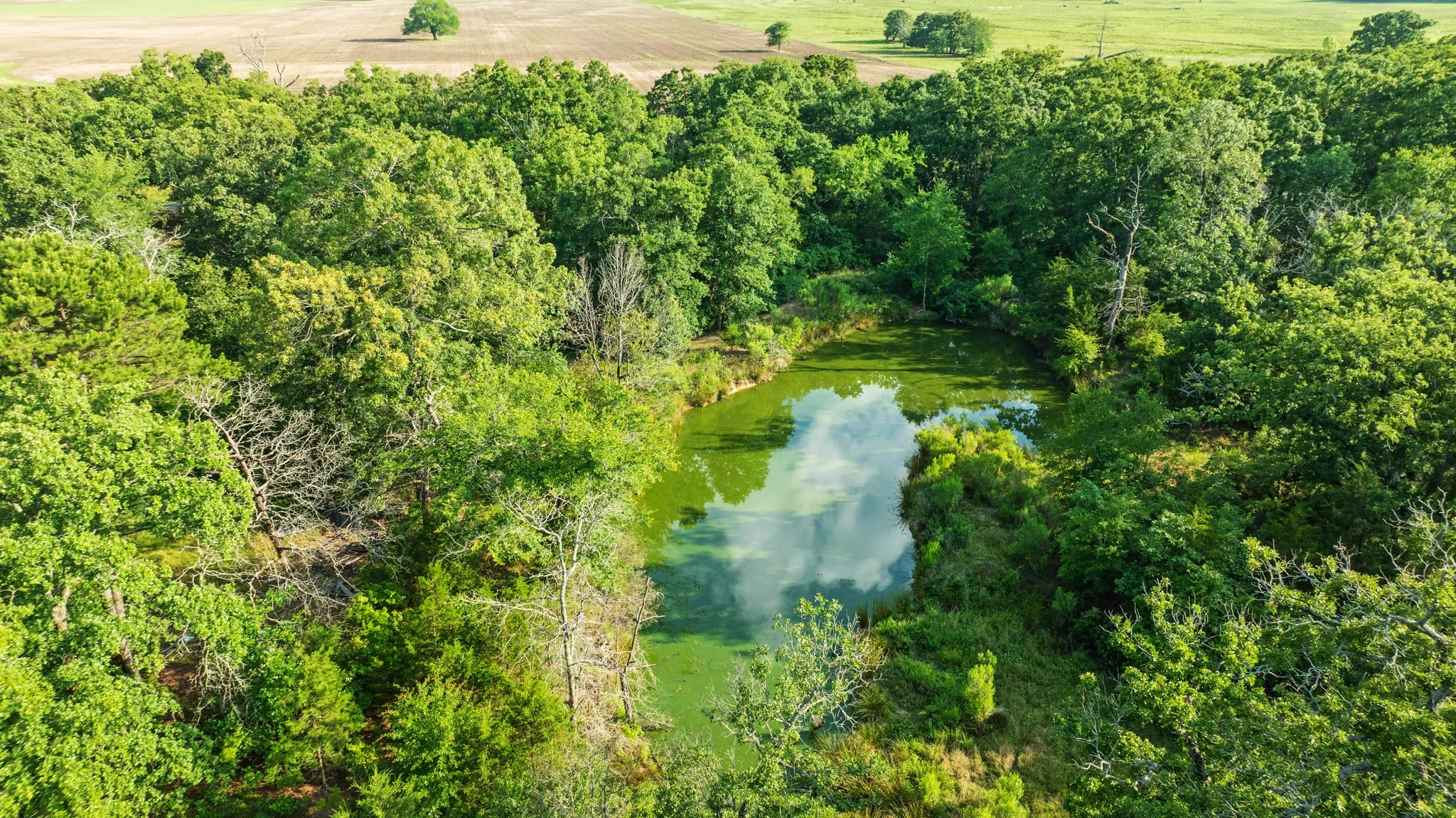 Unimproved Land For Sale in Lamar County , 5200 County Road 45080, Arthur City, Texas 75411, 0, 0, Garage spaces, 0 Sqft, built in 2015, mls#21299333, Real Estate Agent in Arthur City, Homes For Sale in Lamar county, Homes For Sale in Arthur City, Realtor in Arthur City Texas, Real Estate Brokerage Independent Realty Texas, Luminita Cordes Realtor