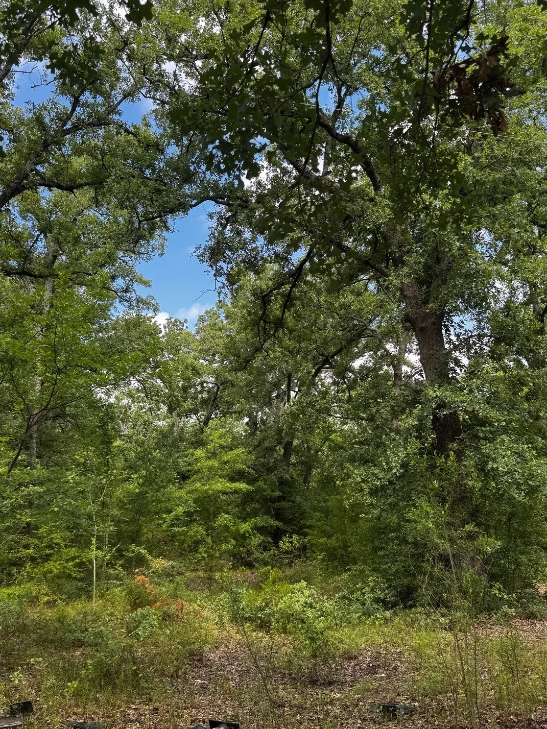 Unimproved Land For Sale in Lamar County , 5200 County Road 45080, Arthur City, Texas 75411, 0, 0, Garage spaces, 0 Sqft, built in 2015, mls#21299333, Real Estate Agent in Arthur City, Homes For Sale in Lamar county, Homes For Sale in Arthur City, Realtor in Arthur City Texas, Real Estate Brokerage Independent Realty Texas, Luminita Cordes Realtor