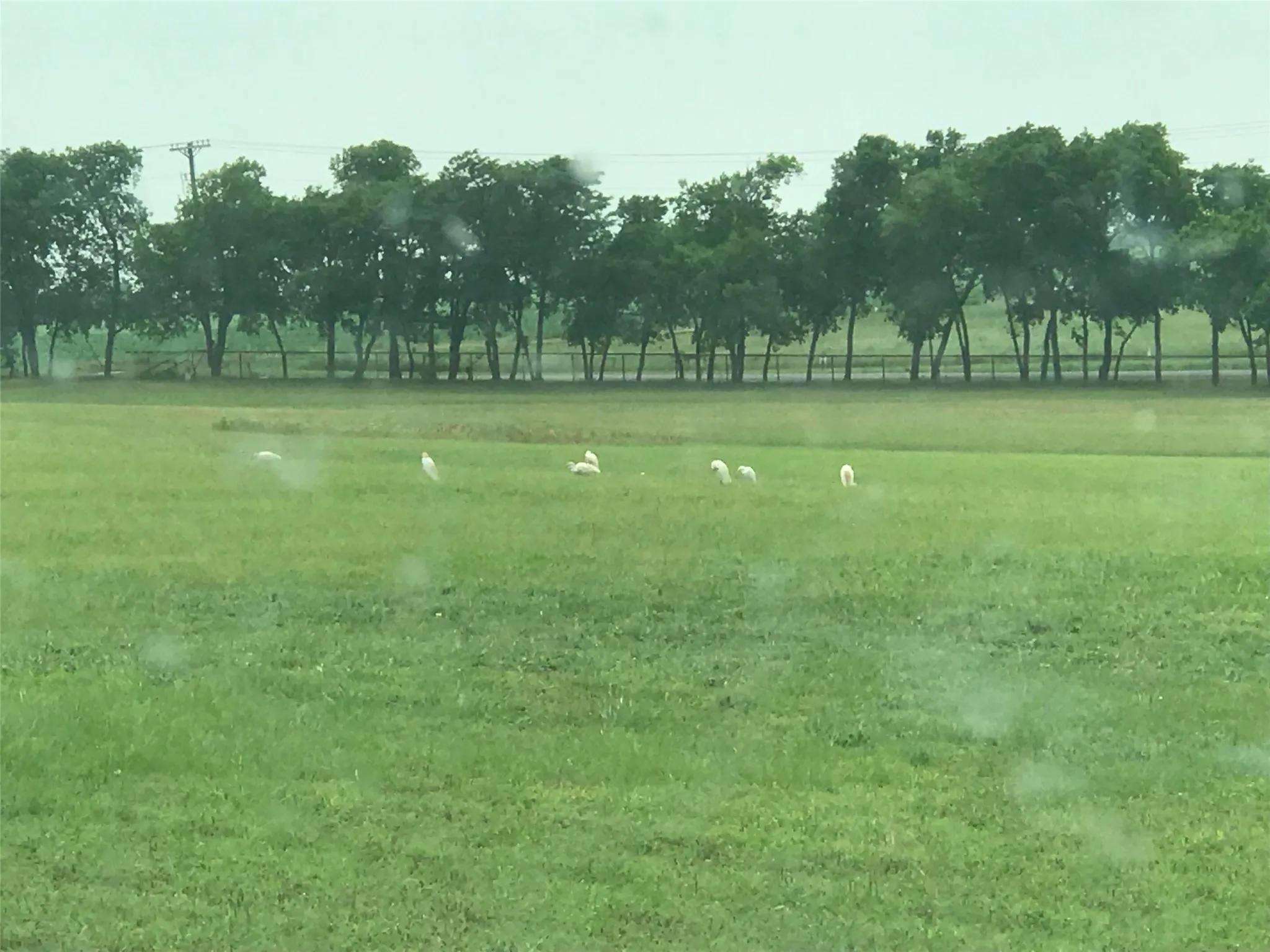 Improved Land For Sale in Collin County , 6188 County Road 168, Mc Kinney, Texas 75071, 0, 0, Garage spaces, 0 Sqft, built in 2000, mls#21299718, Real Estate Agent in Mc Kinney, Homes For Sale in Collin county, Homes For Sale in Mc Kinney, Realtor in Mc Kinney Texas, Real Estate Brokerage Independent Realty Texas, Luminita Cordes Realtor