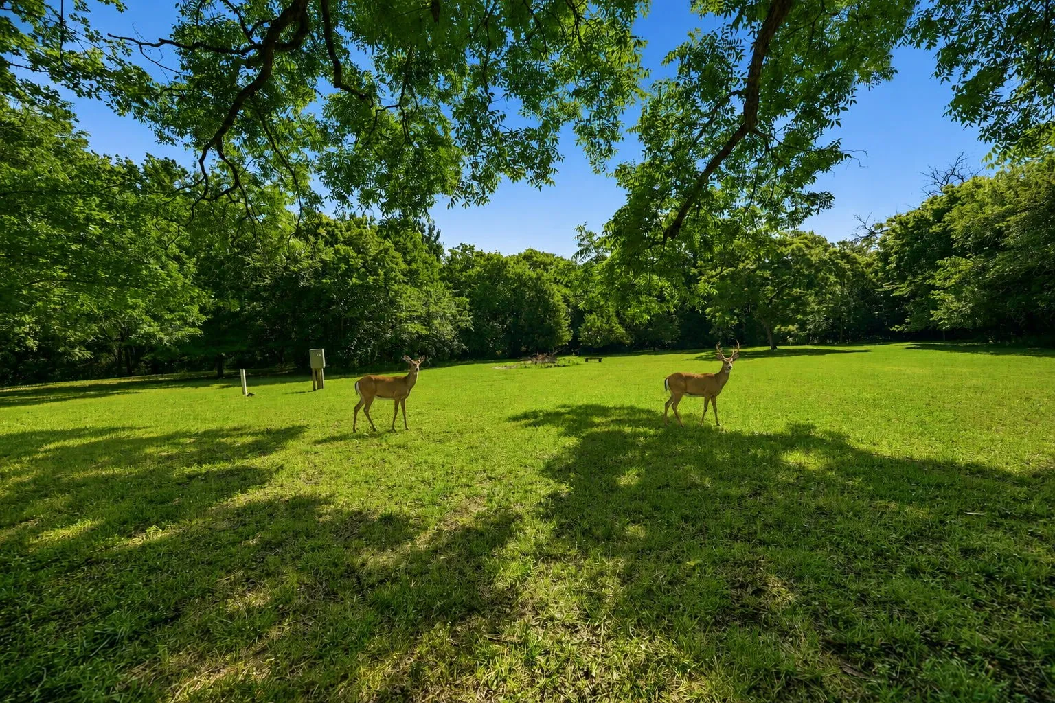 Wildlife frequently visit