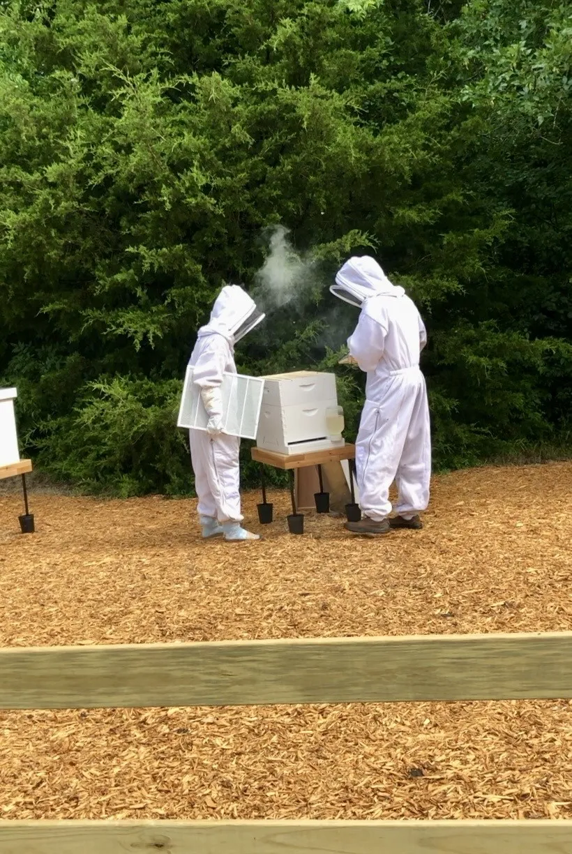 Working the Bee Hives