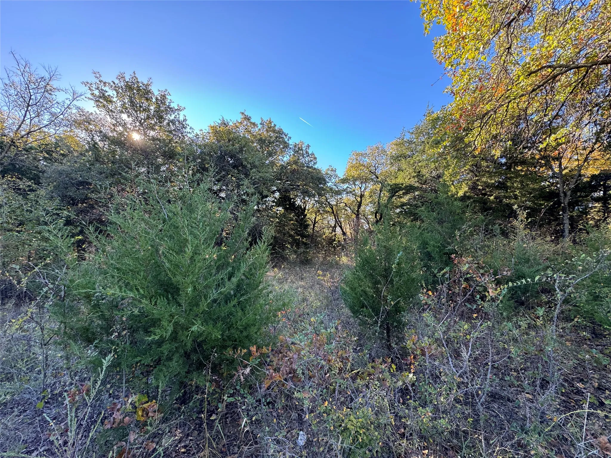 Unimproved Land For Sale in Cooke County , 20 Timber Trail, Tioga, Texas 76271, 0, 0, Garage spaces, 0 Sqft, built in 0, Price $205,000, mls#21298607, Real Estate Agent in Tioga, Homes For Sale in Cooke county, Homes For Sale in Tioga, Realtor in Tioga Texas, Real Estate Brokerage Independent Realty Texas, Luminita Cordes Realtor
