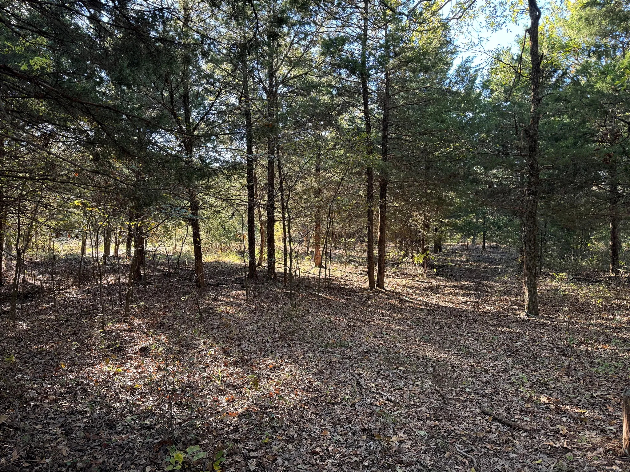 Unimproved Land For Sale in Cooke County , 20 Timber Trail, Tioga, Texas 76271, 0, 0, Garage spaces, 0 Sqft, built in 0, Price $205,000, mls#21298607, Real Estate Agent in Tioga, Homes For Sale in Cooke county, Homes For Sale in Tioga, Realtor in Tioga Texas, Real Estate Brokerage Independent Realty Texas, Luminita Cordes Realtor