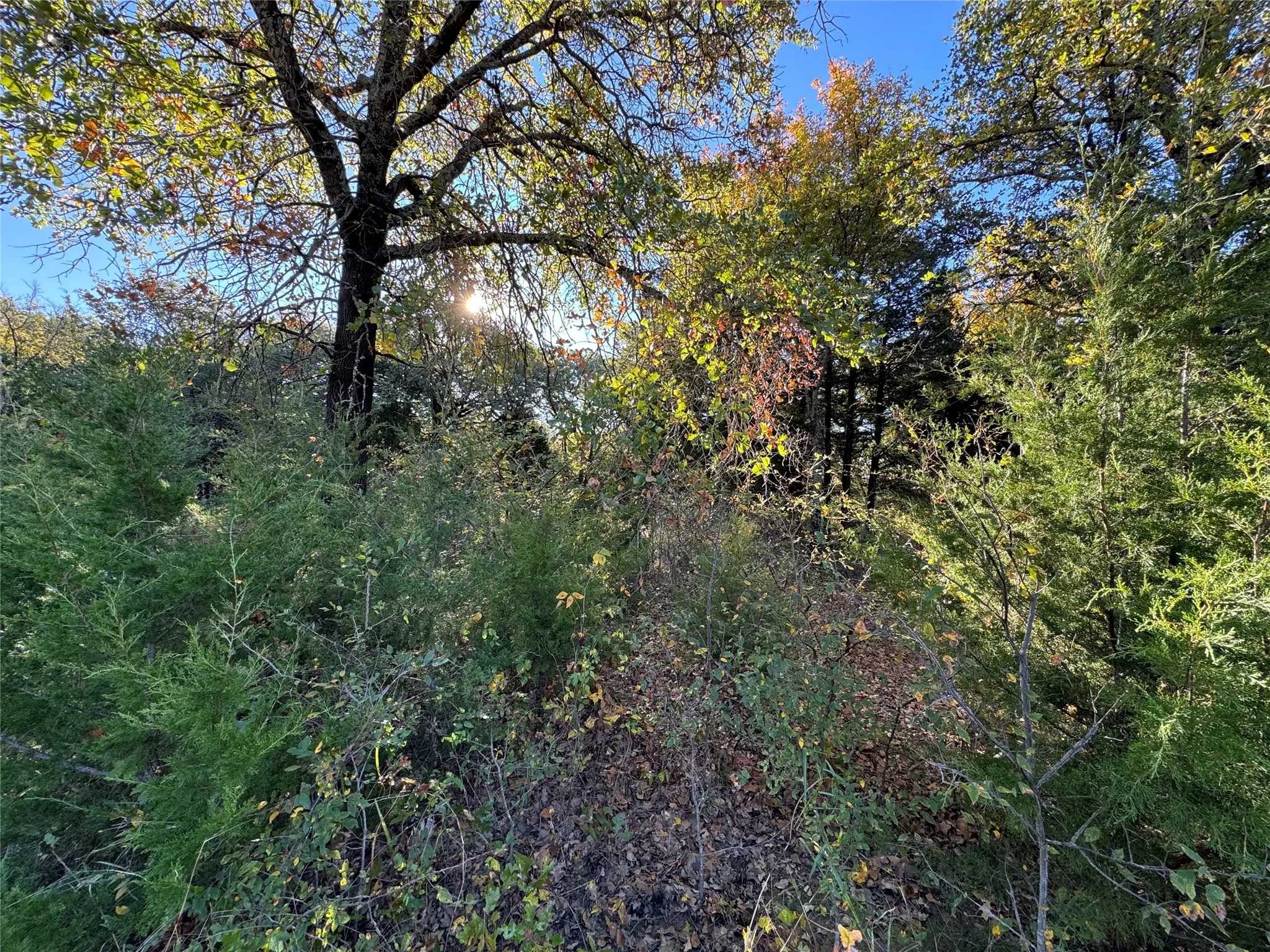 Unimproved Land For Sale in Cooke County , 20 Timber Trail, Tioga, Texas 76271, 0, 0, Garage spaces, 0 Sqft, built in 0, Price $205,000, mls#21298607, Real Estate Agent in Tioga, Homes For Sale in Cooke county, Homes For Sale in Tioga, Realtor in Tioga Texas, Real Estate Brokerage Independent Realty Texas, Luminita Cordes Realtor
