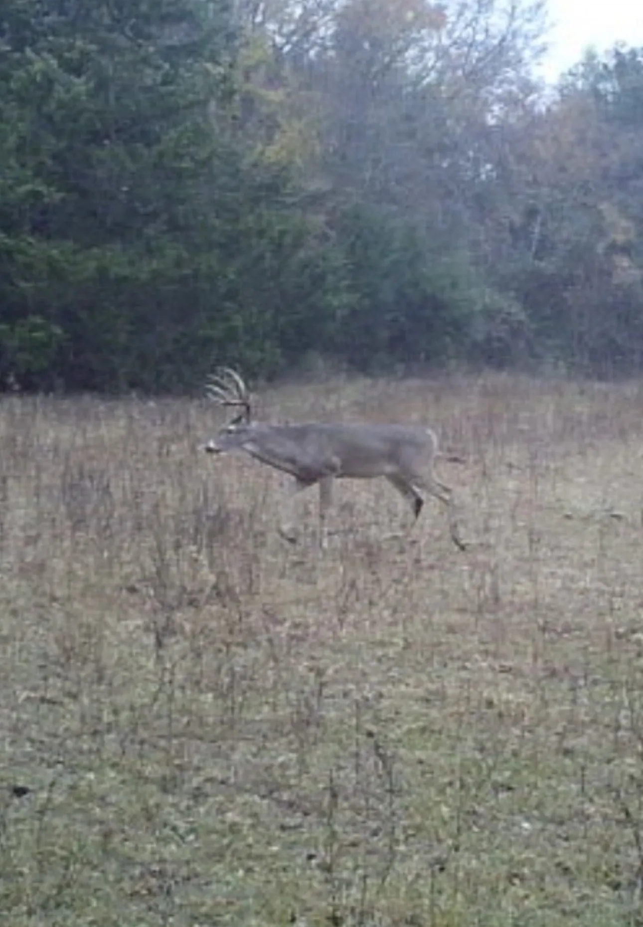 Large Buck on Property