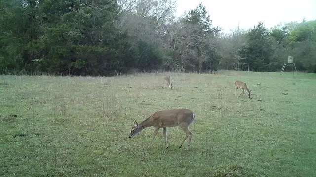 Deer Grazing on Property
