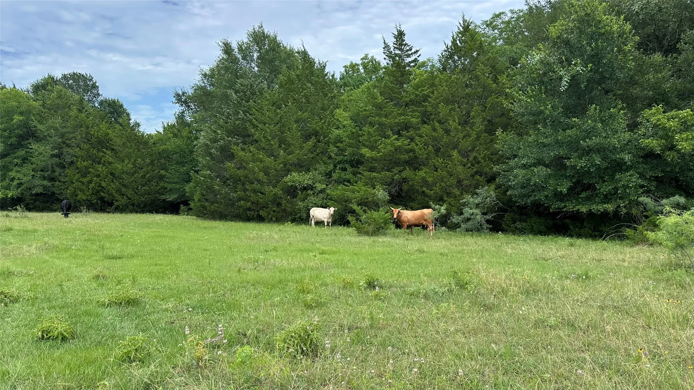 Livestock on Property