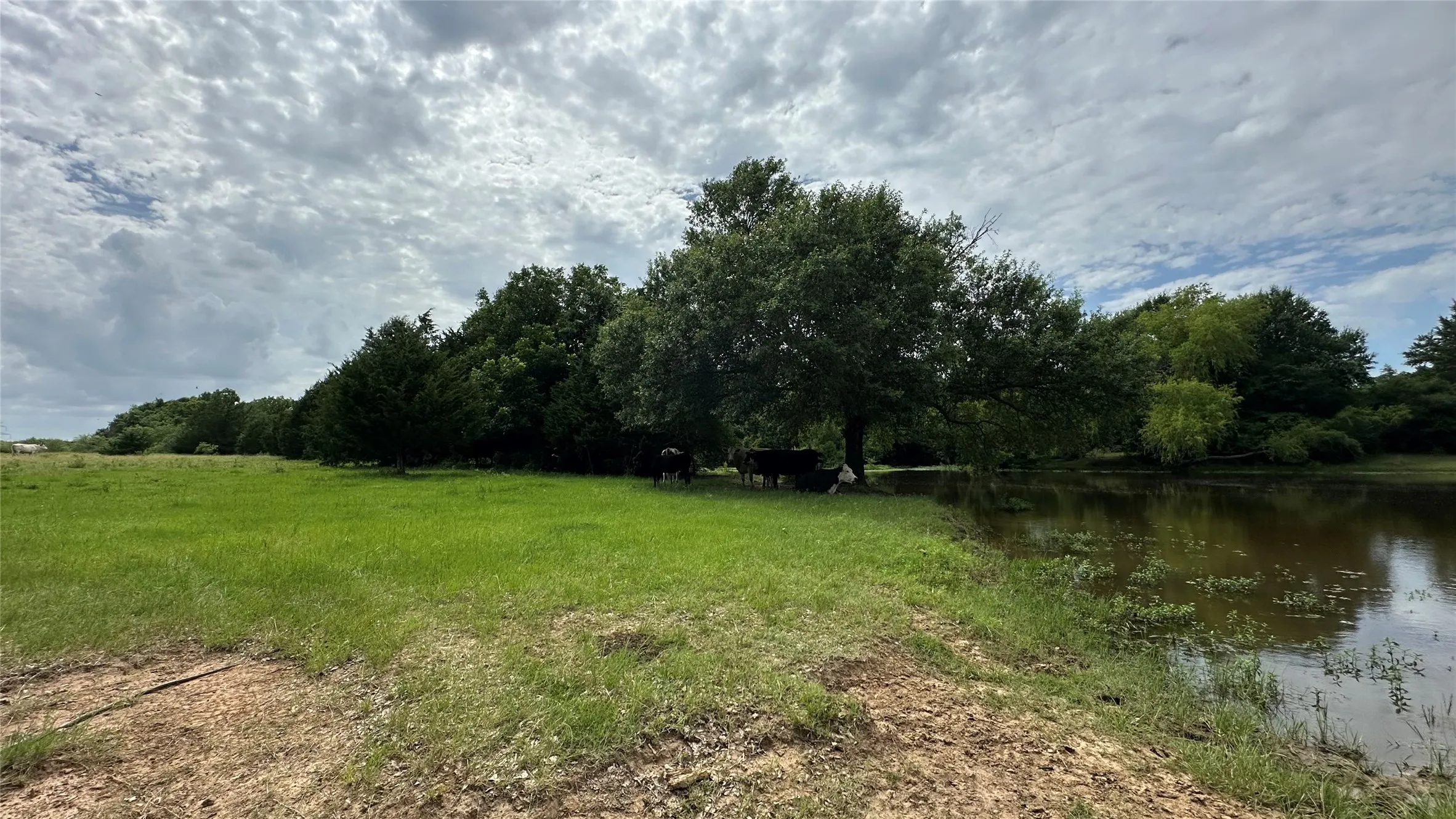 Unimproved Land For Sale in Limestone County , TBD LCR 786, Thornton, Texas 76687, 0, 0, Garage spaces, 0 Sqft, built in 0, mls#21299945, Real Estate Agent in Thornton, Homes For Sale in Limestone county, Homes For Sale in Thornton, Realtor in Thornton Texas, Real Estate Brokerage Independent Realty Texas, Luminita Cordes Realtor