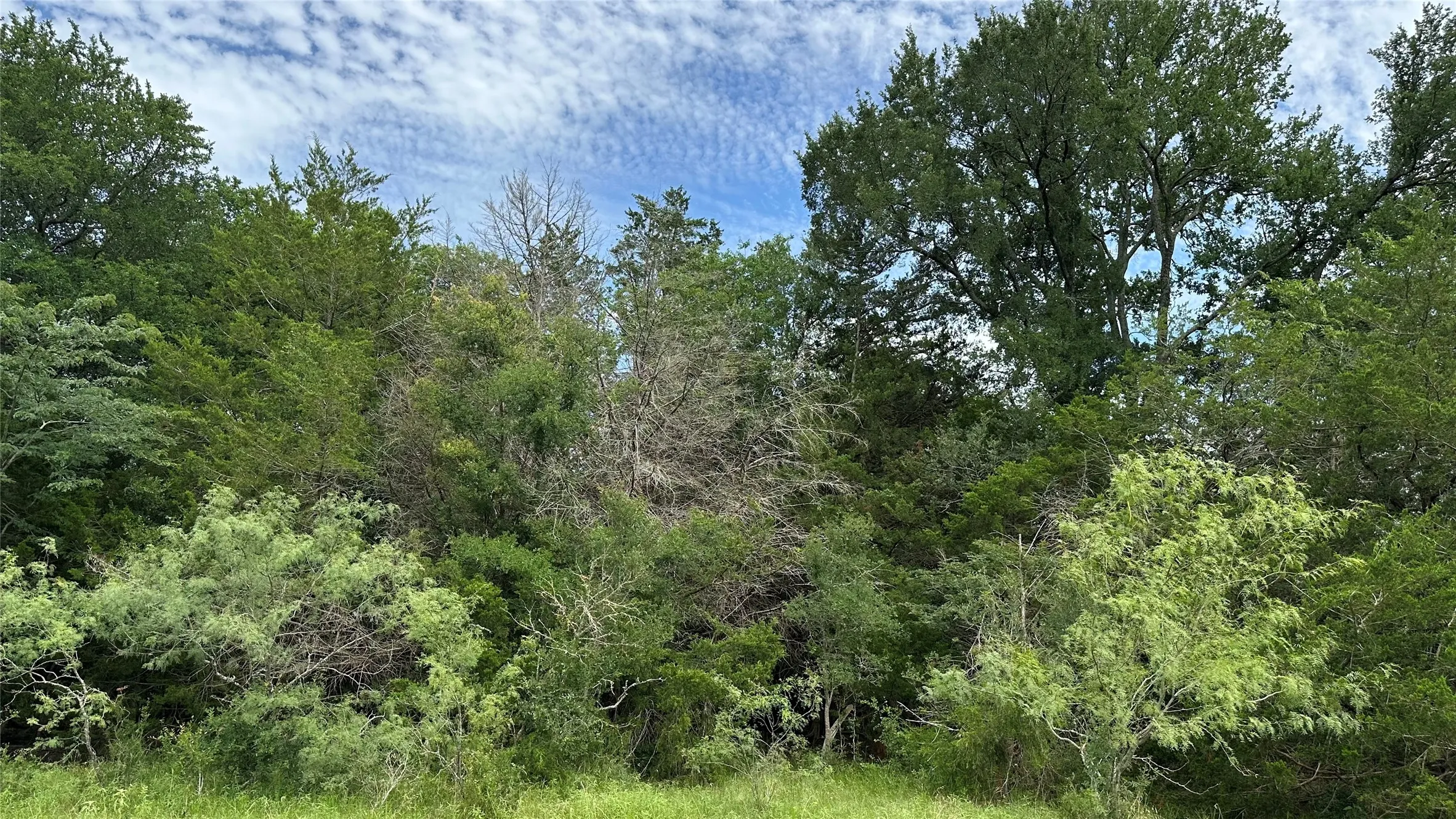 Expansive natural landscape featuring dense foliage and mature trees