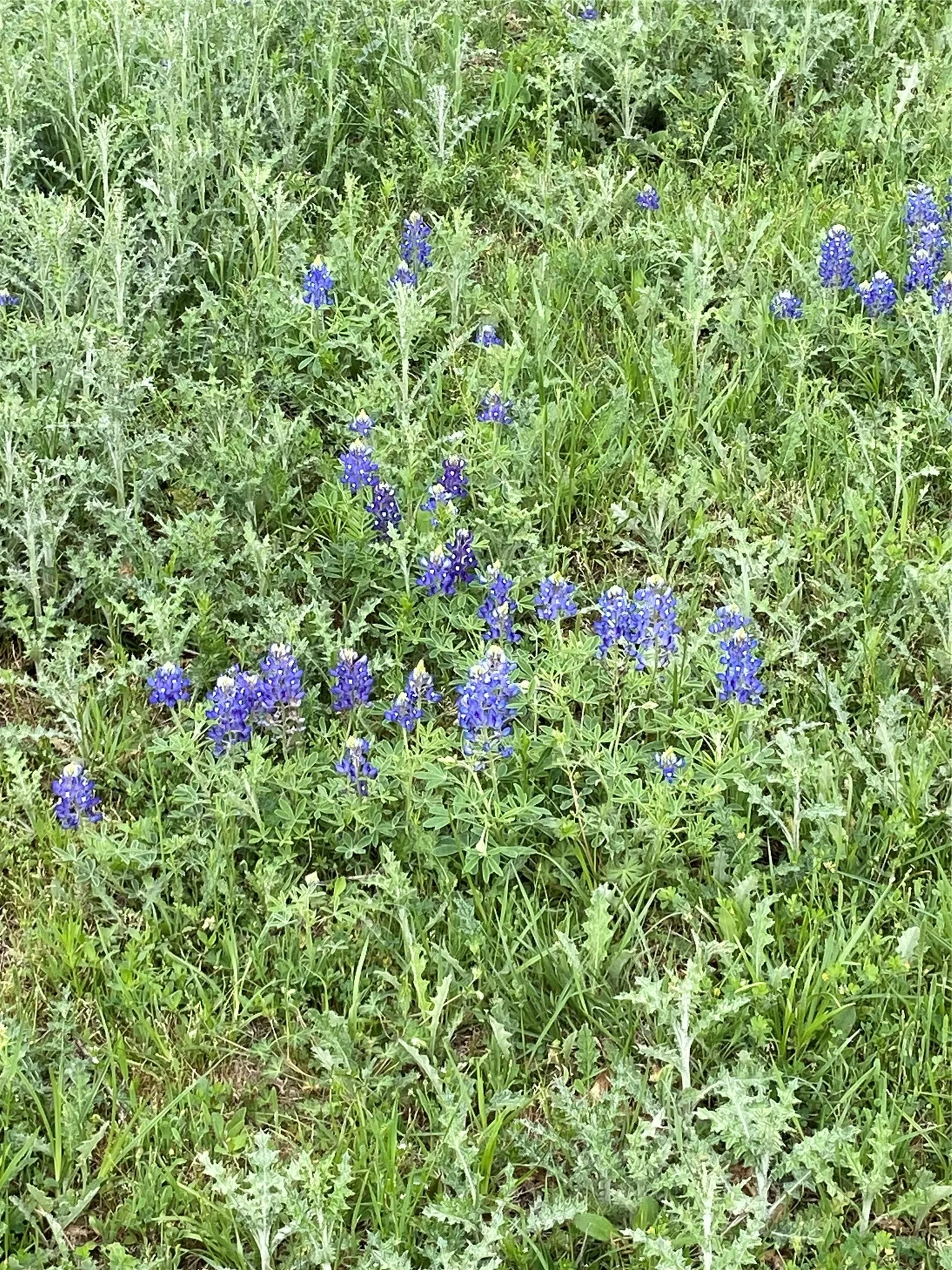 Blue Bonnets
