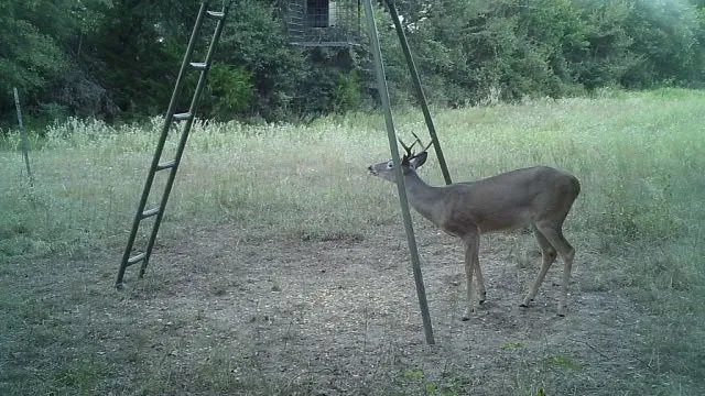 Buck at Feeder