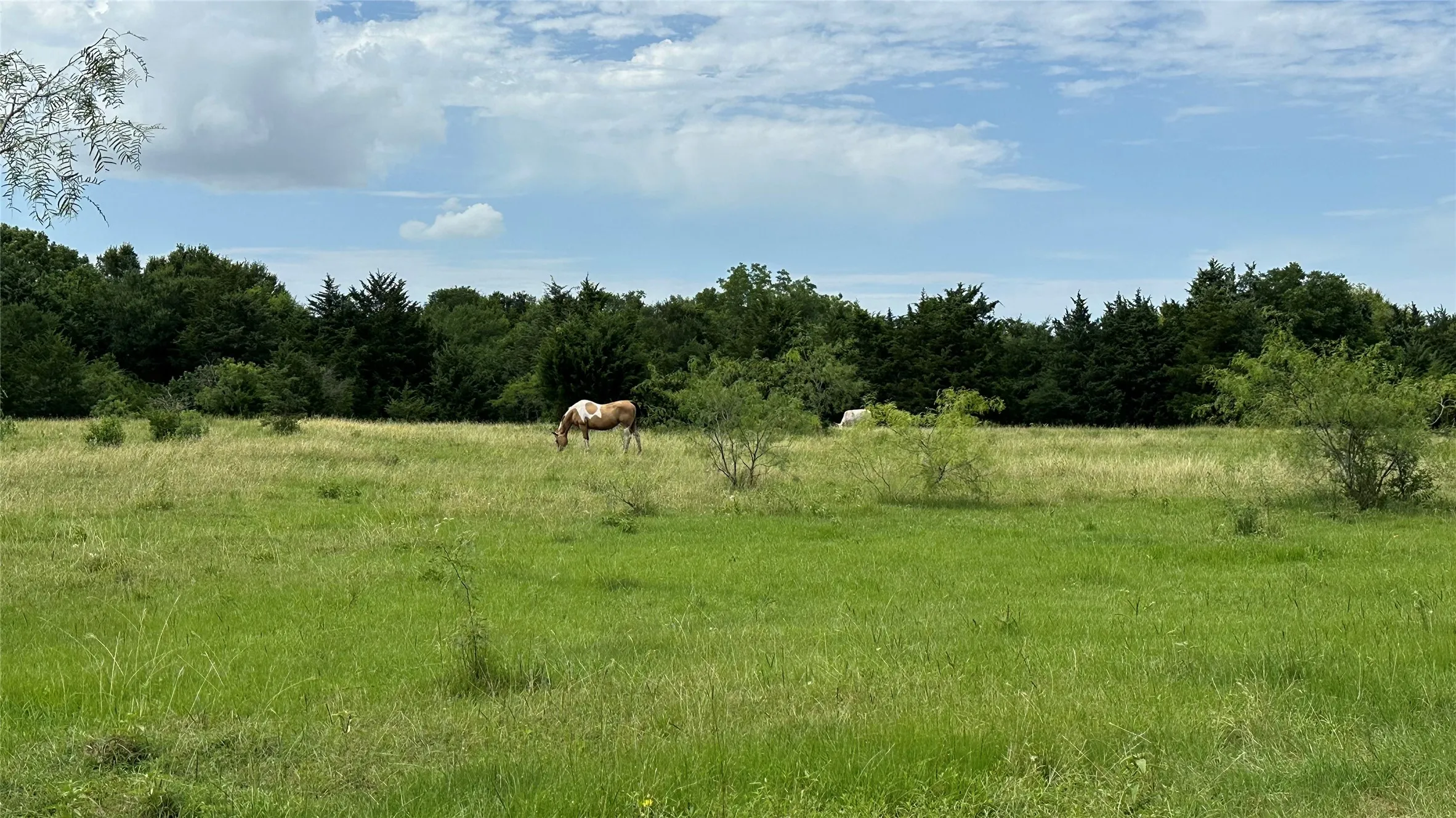 Expansive open field with green and golden grasses, bordered by a dense line of mature trees