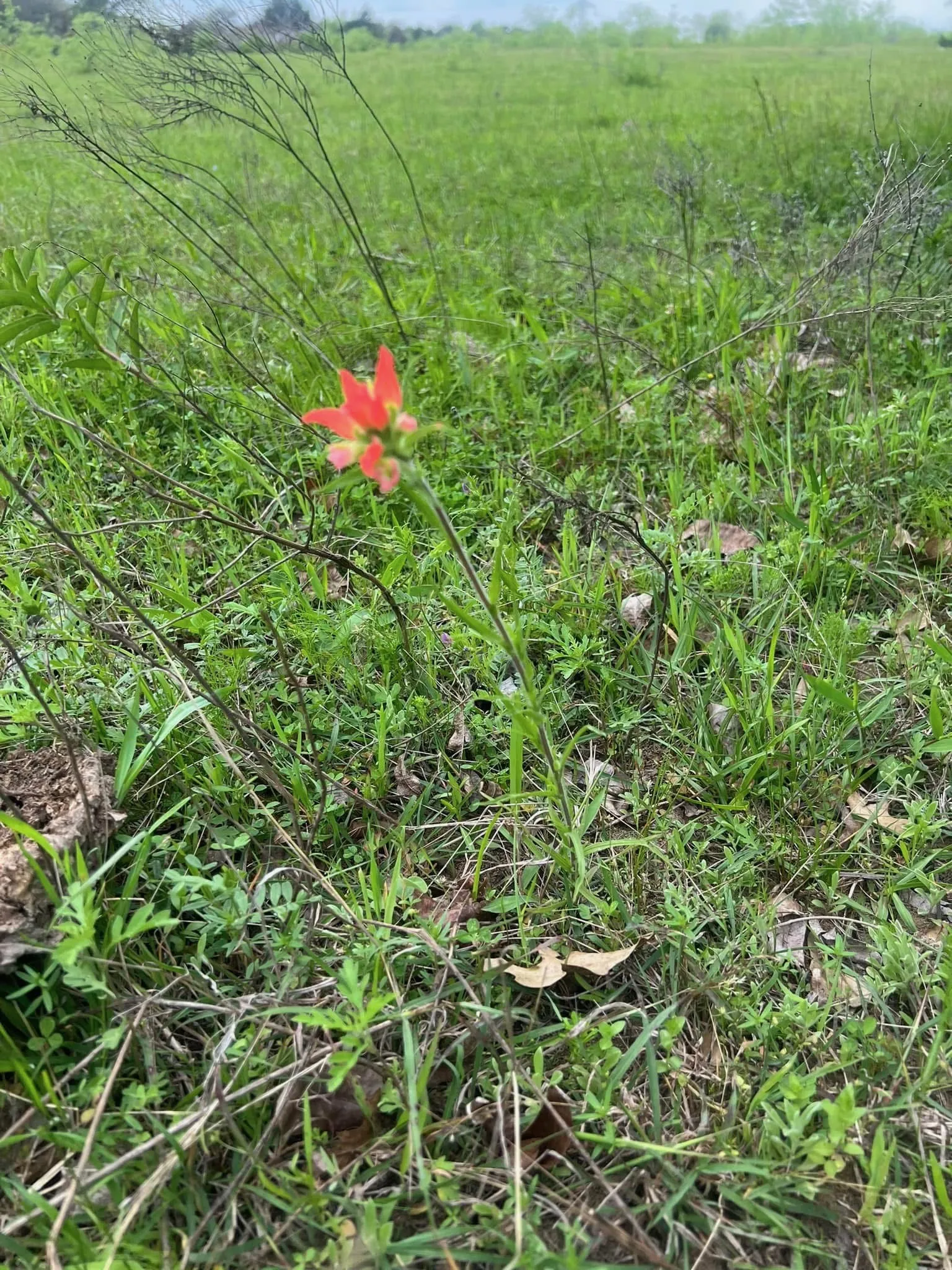 wildflower among various grasses