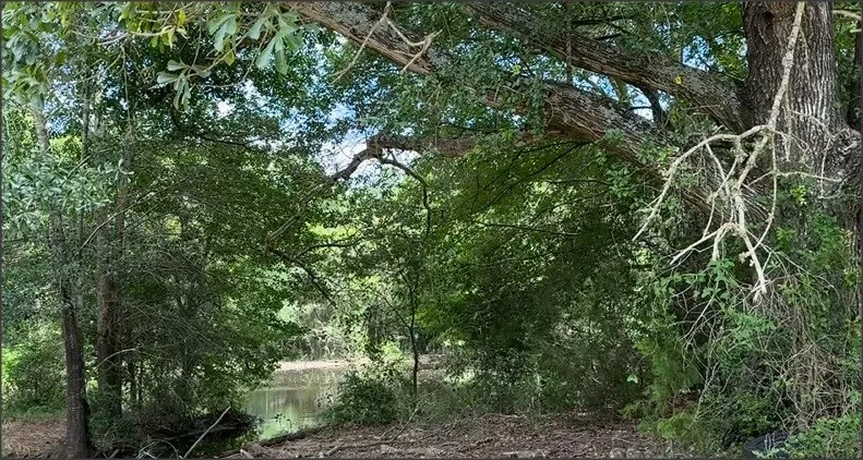 Wooded property featuring mature trees and lush vegetation, with a visible body of water