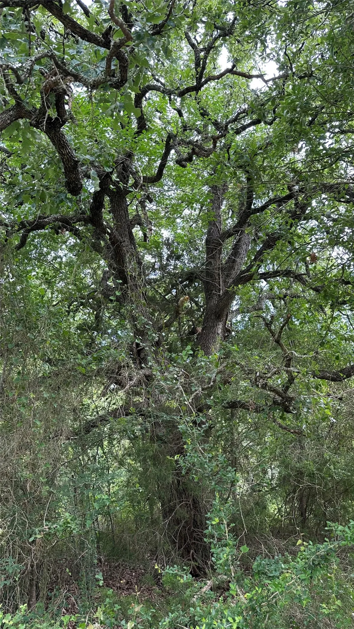 Mature tree featuring dense foliage and a robust trunk