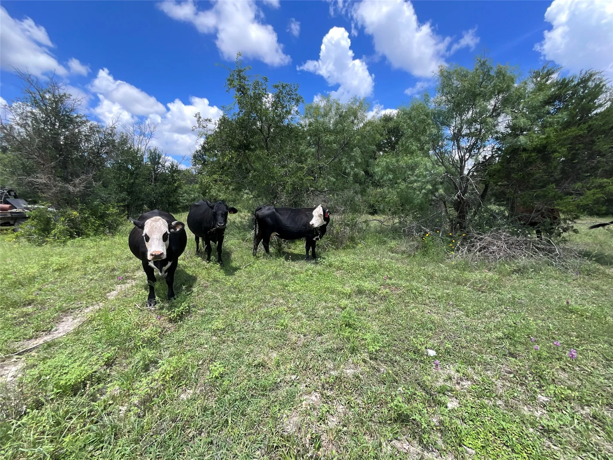 Ranch For Sale in Comanche County , TBD W FM 2486, Gustine, Texas 76455, 0, 0, Garage spaces, 0 Sqft, built in 0, Price $2,663,360, mls#21299988, Real Estate Agent in Gustine, Homes For Sale in Comanche county, Homes For Sale in Gustine, Realtor in Gustine Texas, Real Estate Brokerage Independent Realty Texas, Luminita Cordes Realtor